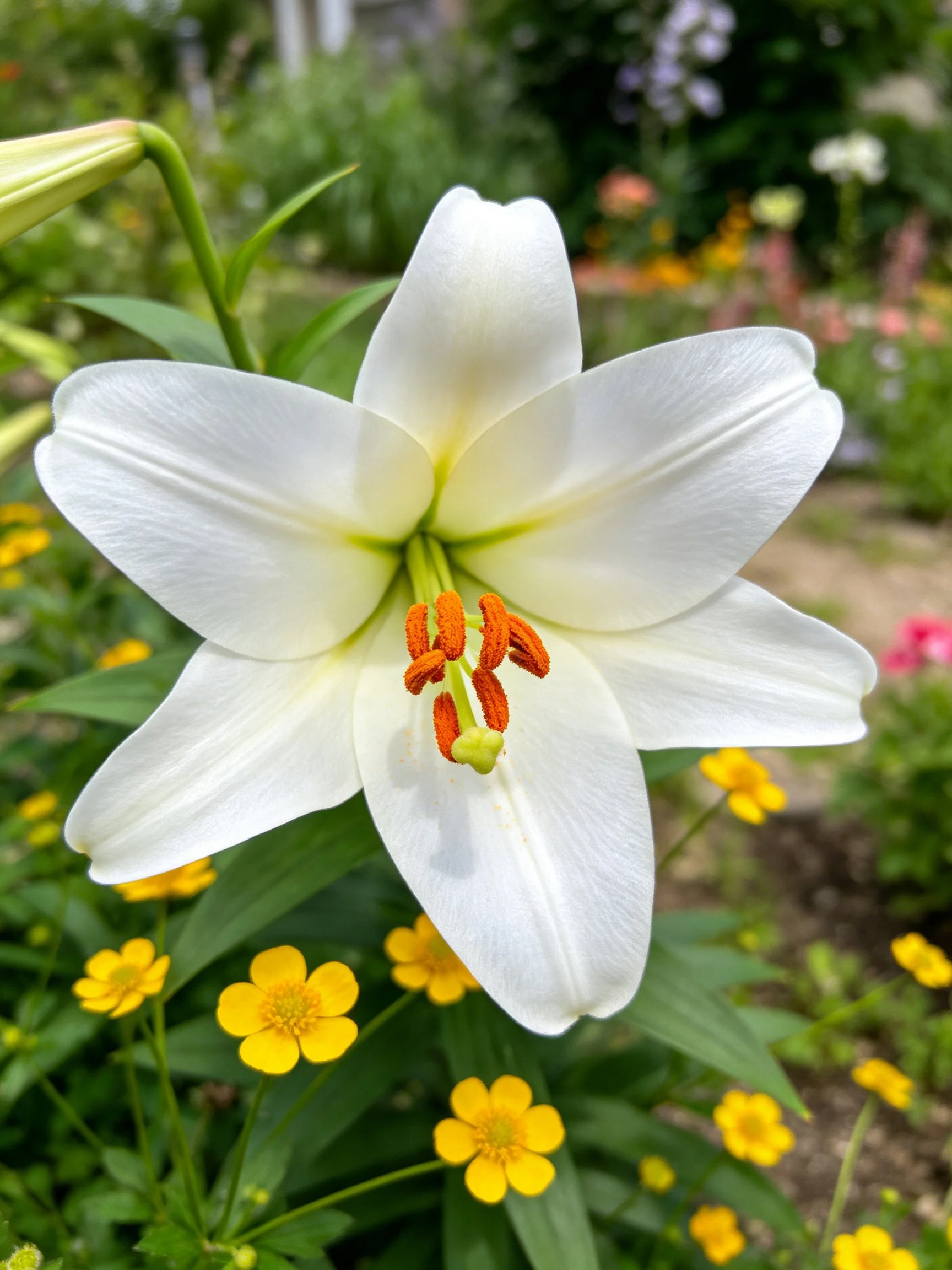 A large white lily with bright orange stamens among small yellow flowers