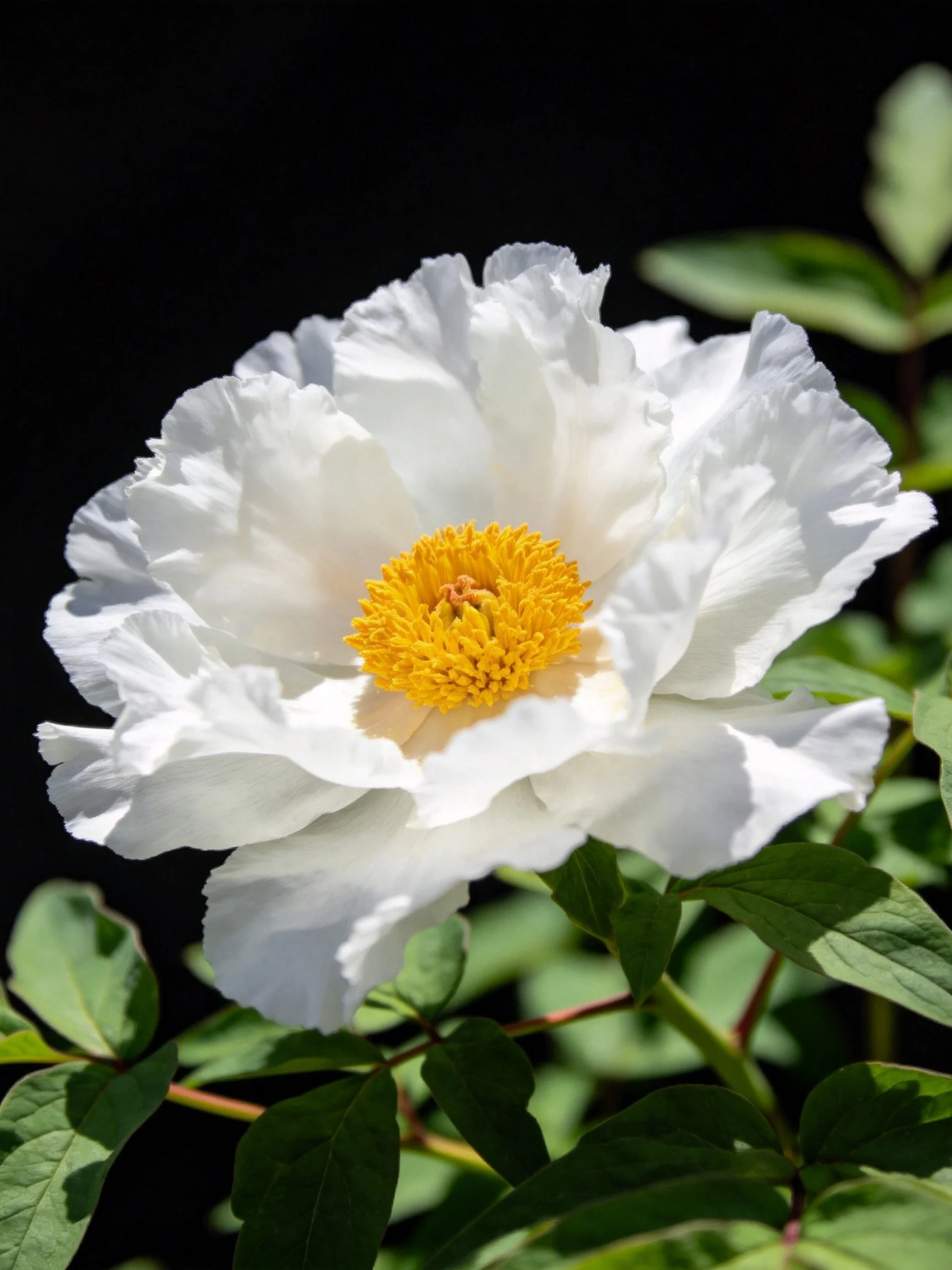 A large white peony with a bright yellow center
