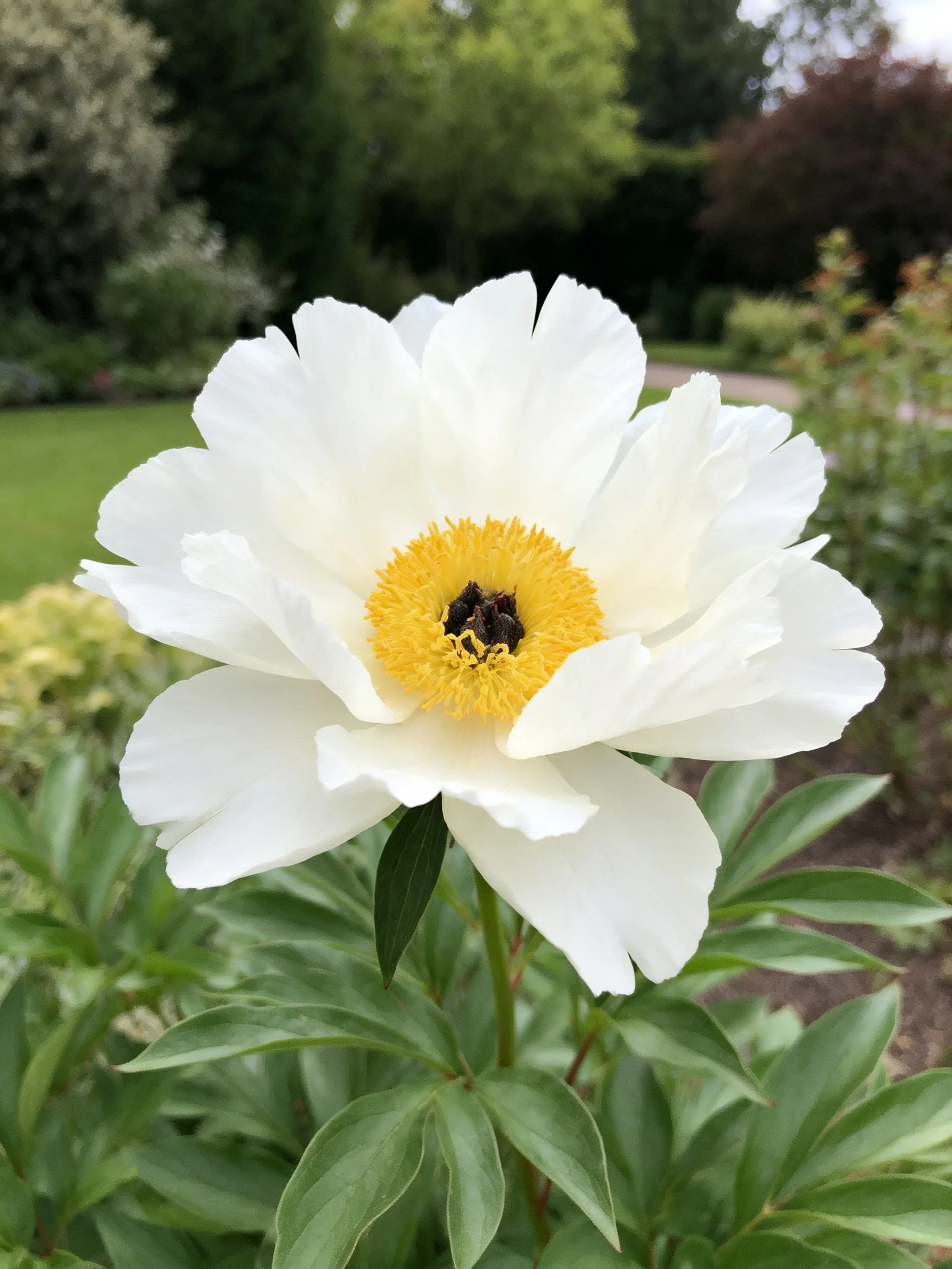 A large white peony with a bright yellow center in a garden
