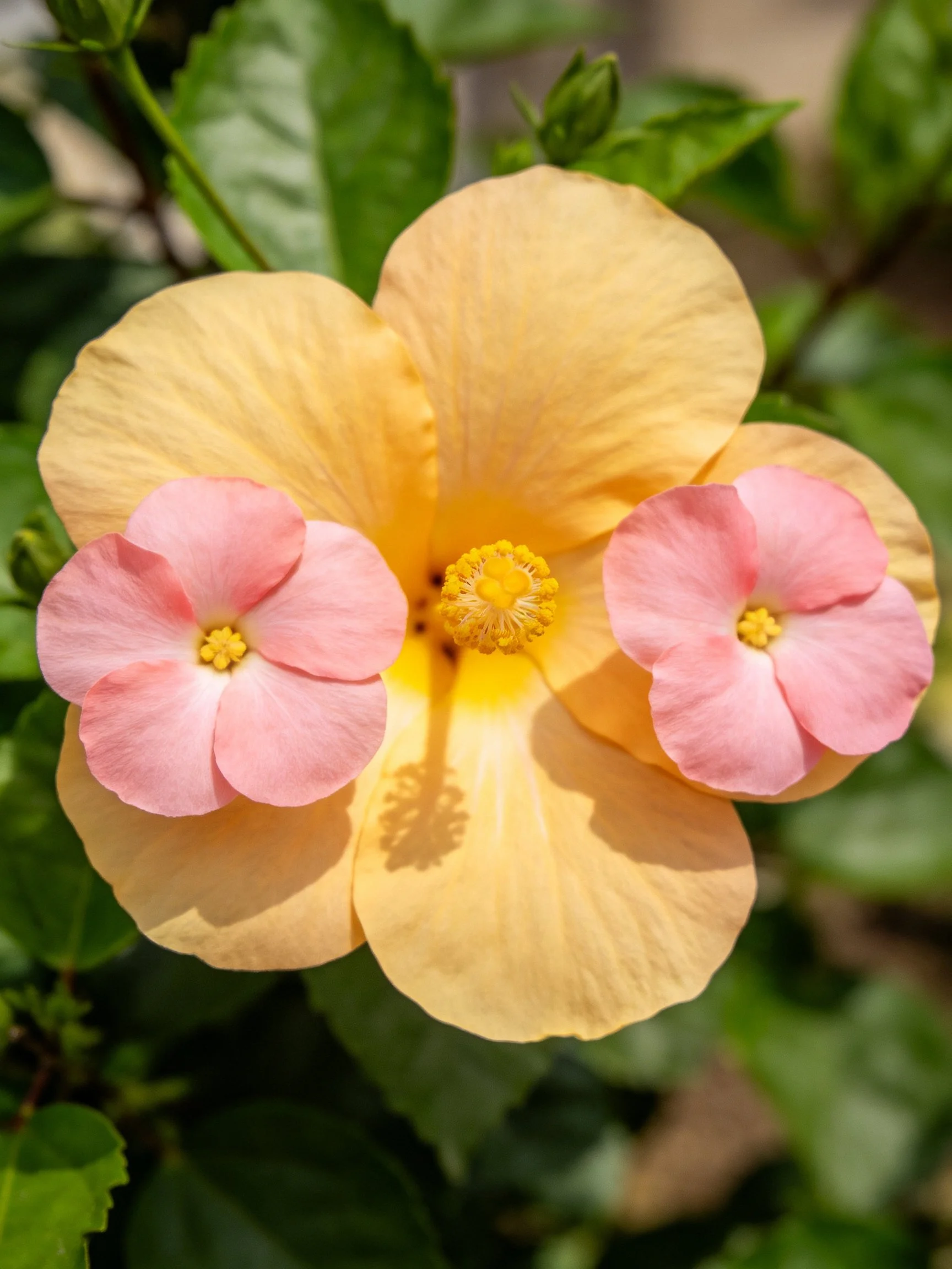 A large yellow hibiscus with two small pink companion flowers