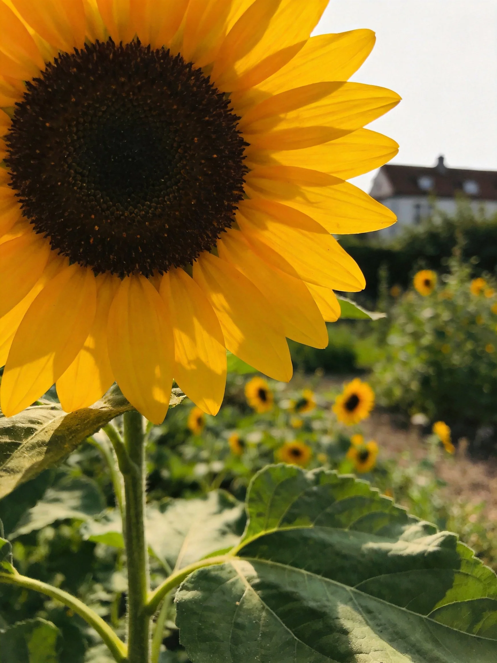 A large yellow sunflower with smaller blooms in a sunny garden