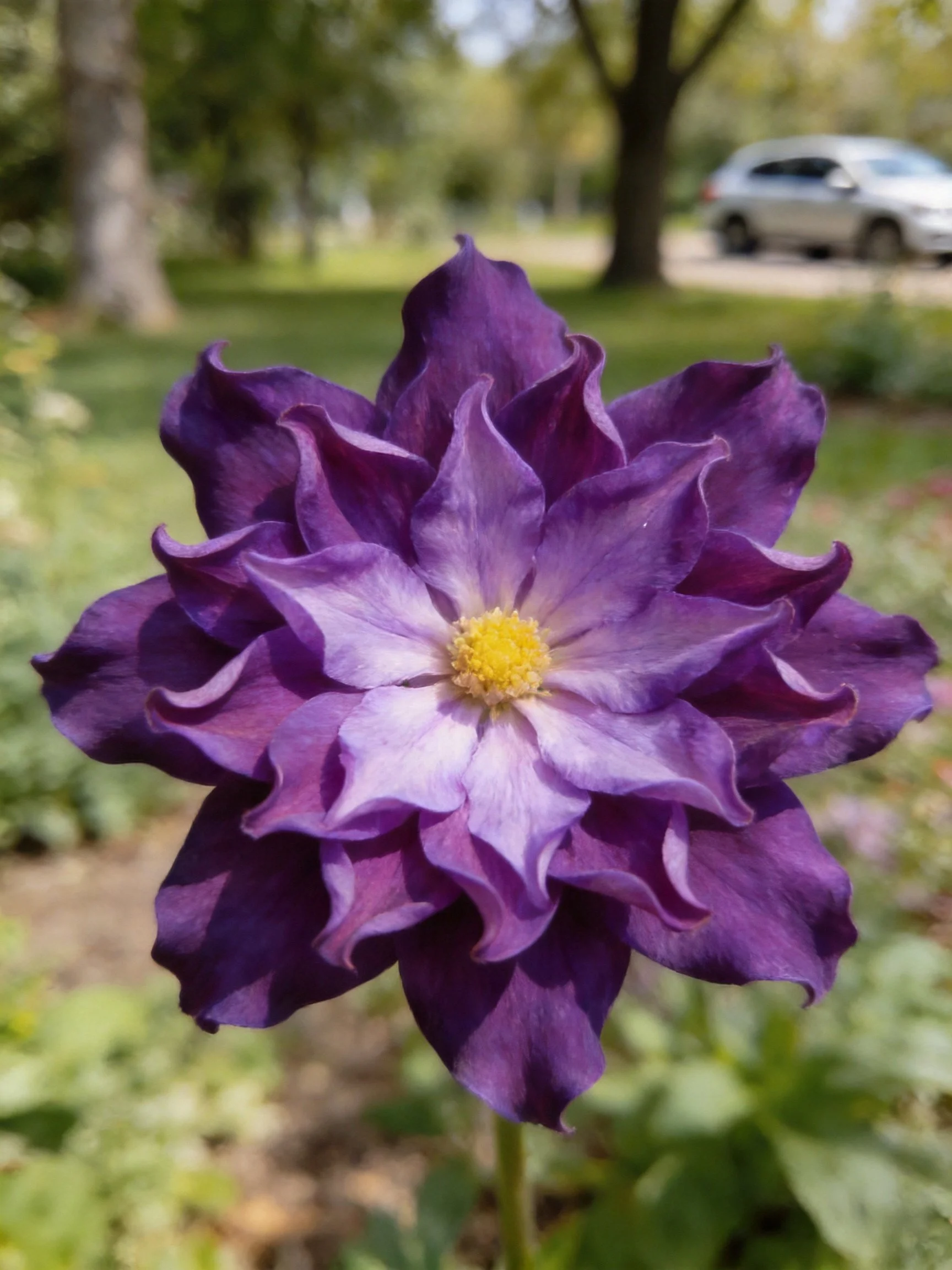 A layered deep purple flower with yellow center outdoors