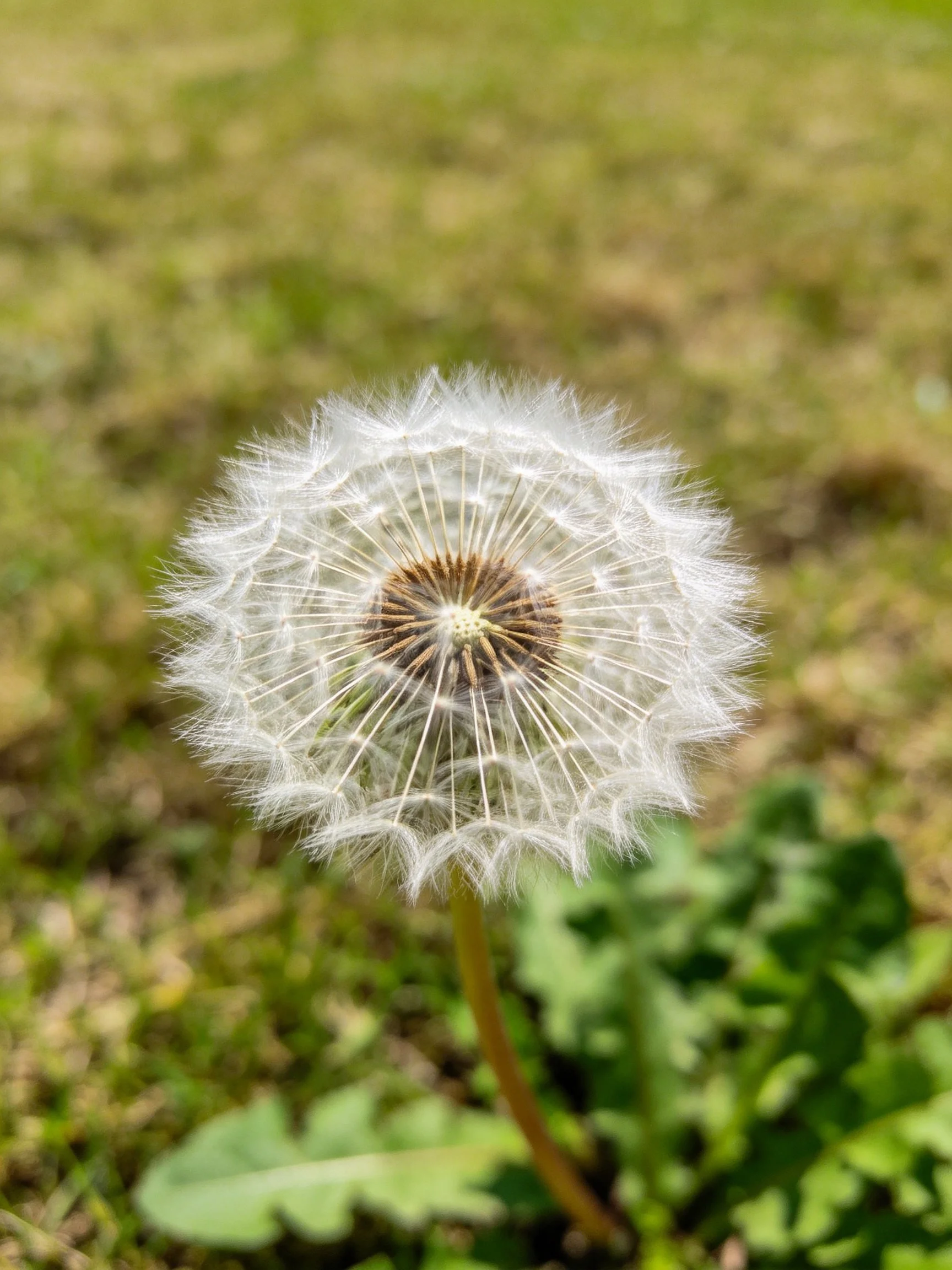 A mature dandelion seed head against blurred green foliage