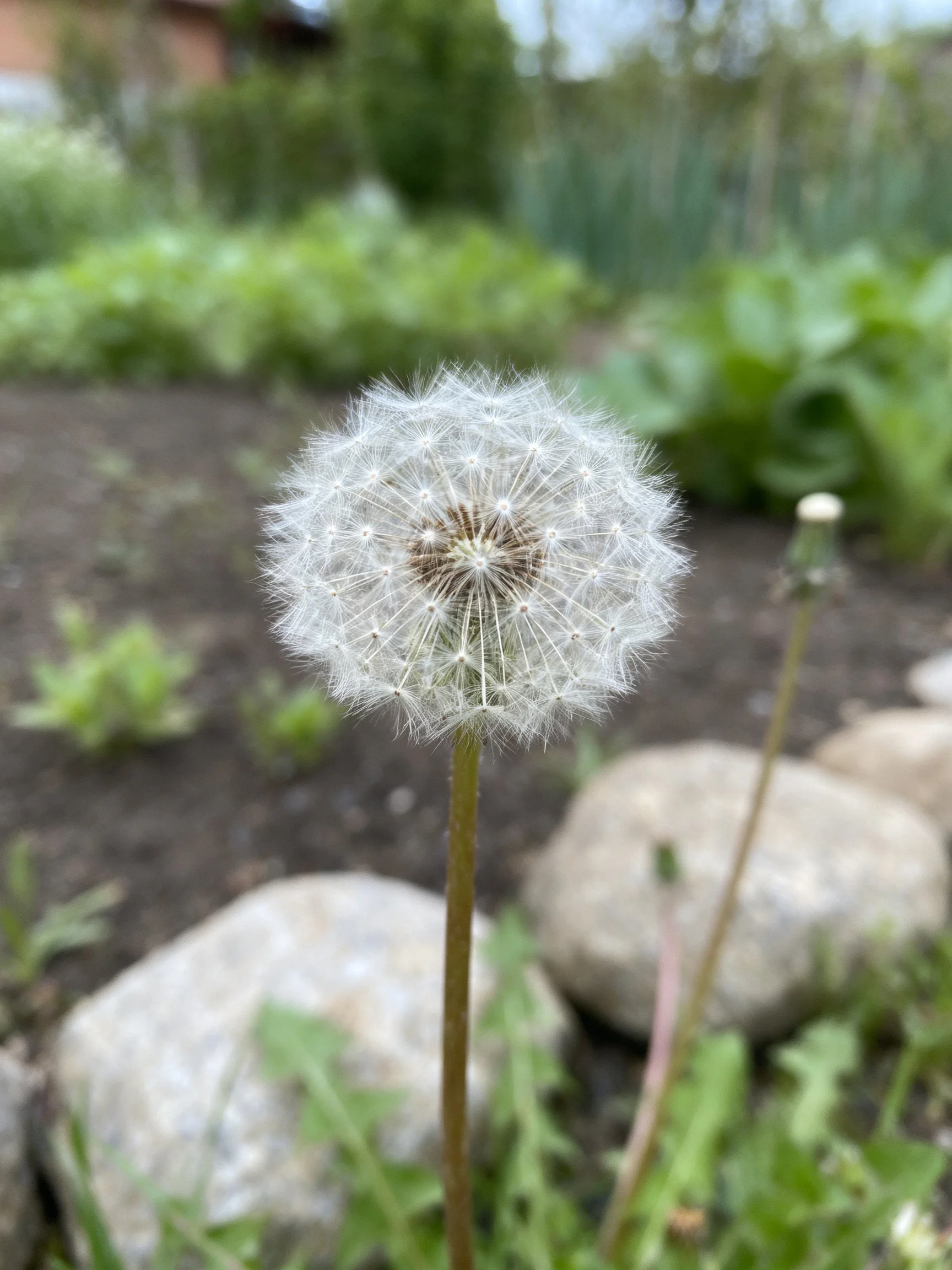 A mature dandelion seed head amidst greenery and stones
