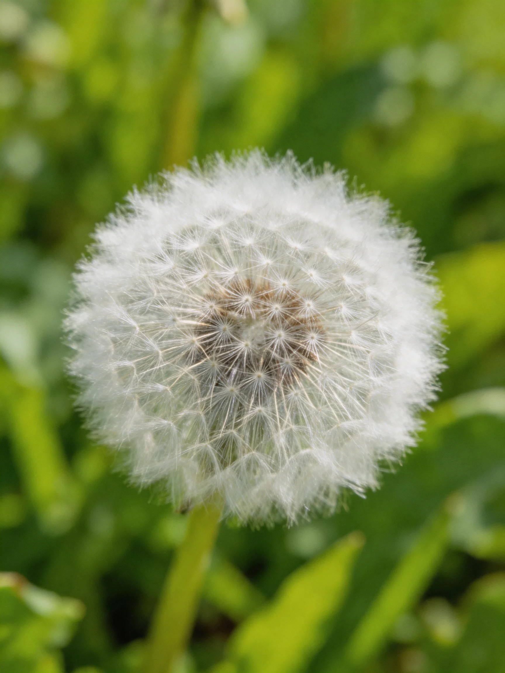 A mature dandelion seed head with delicate white filaments