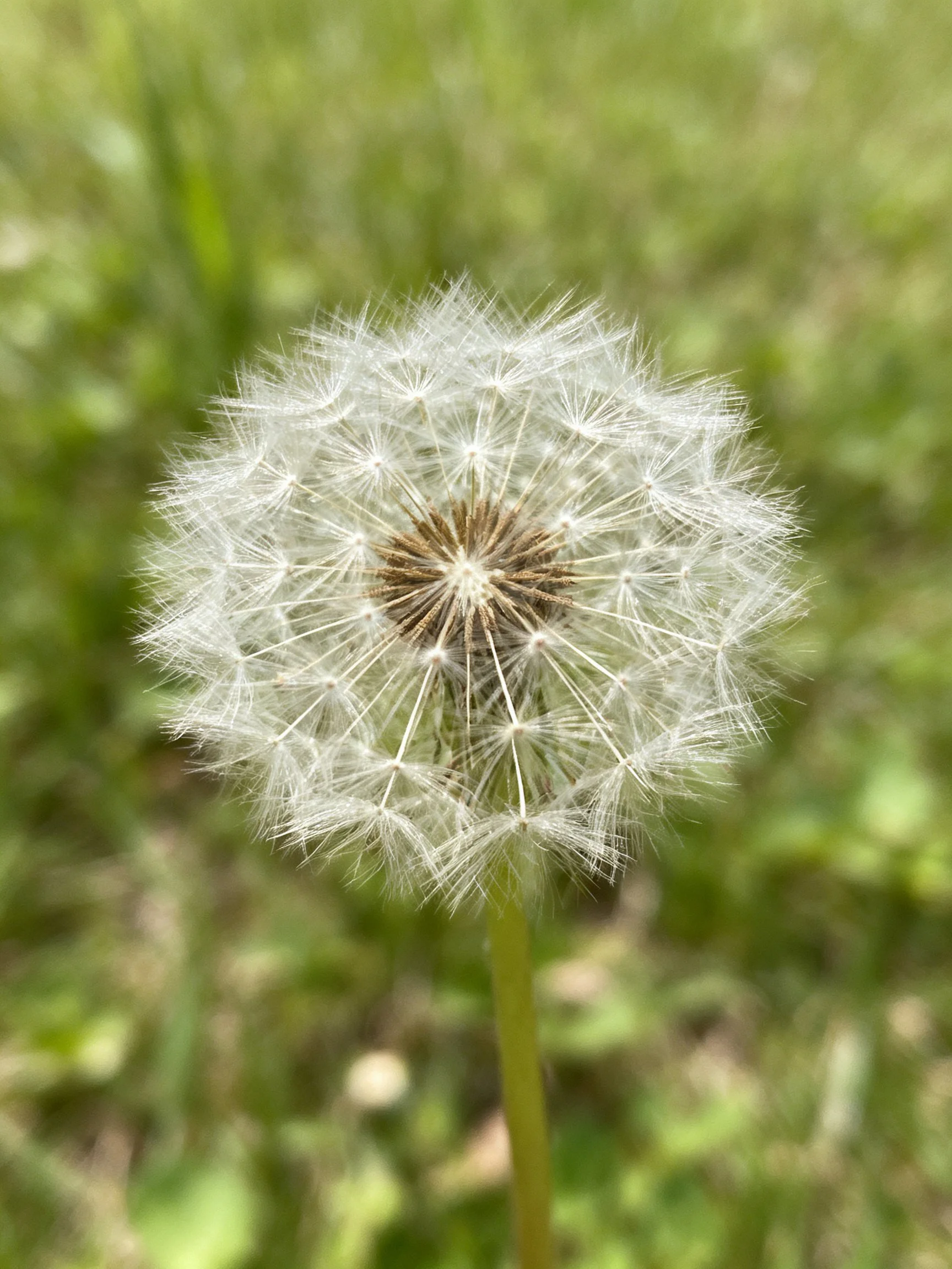 A mature dandelion seed head with delicate white filaments on a green stem