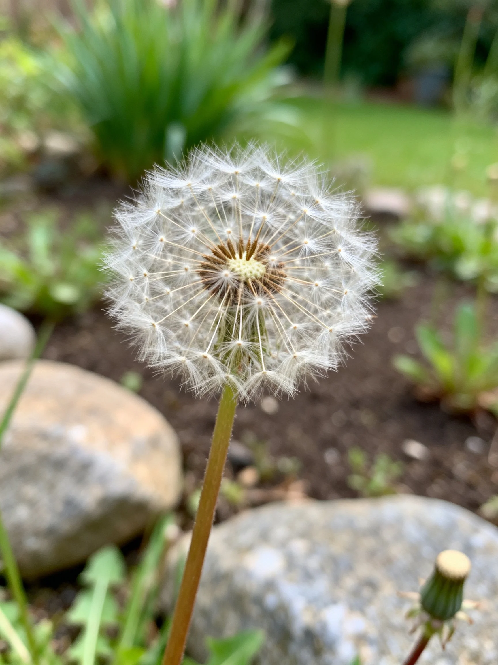 A mature dandelion seed head with delicate white filaments