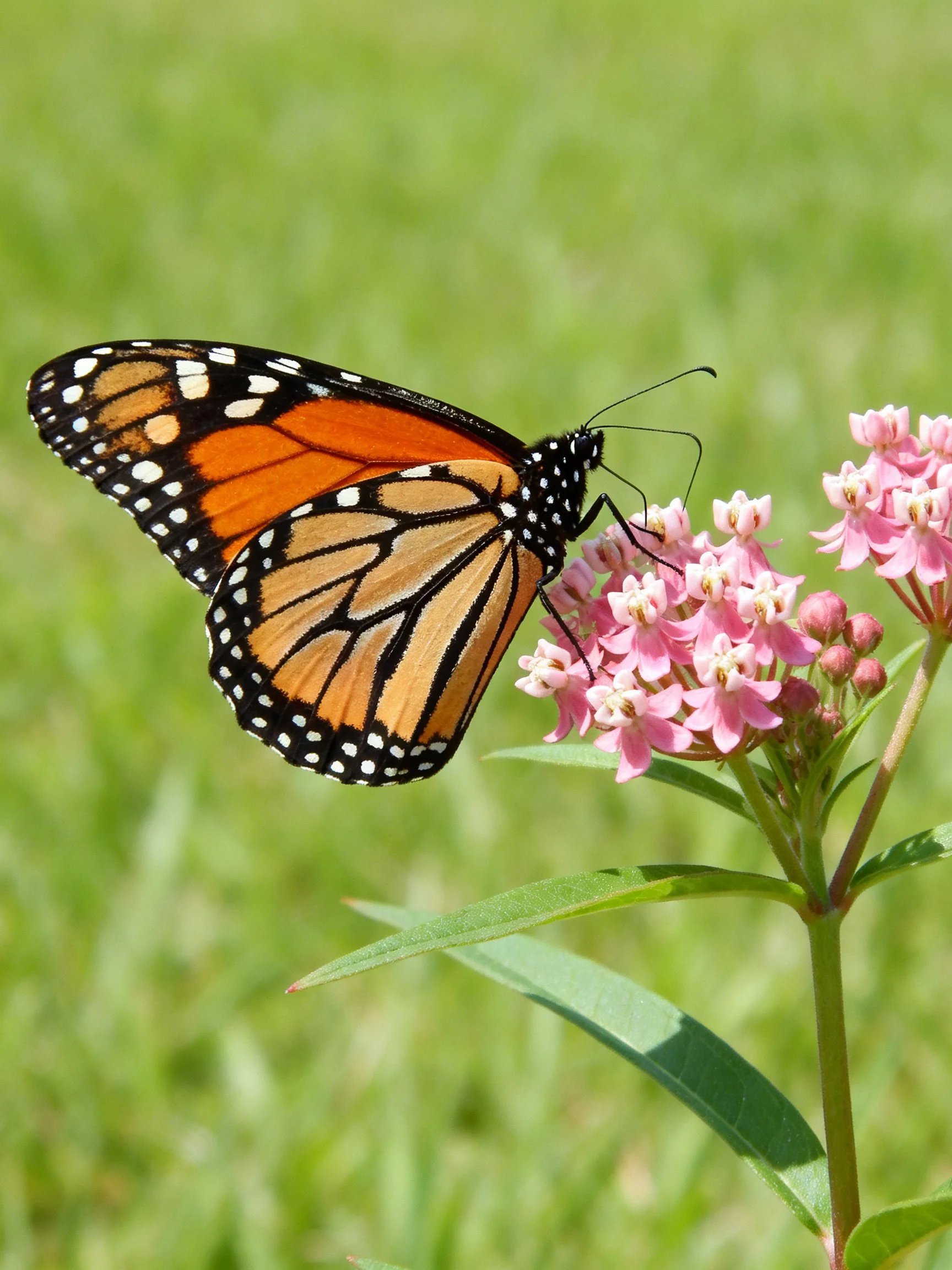 A monarch butterfly perched on pink clustered flowers amidst lush green grass