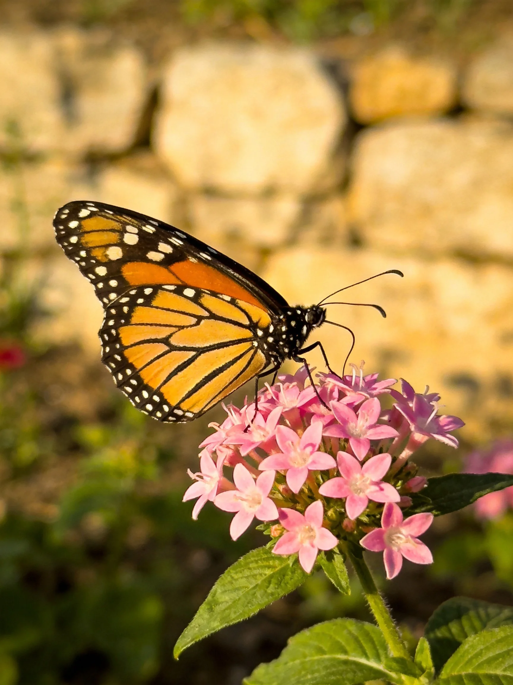 A monarch butterfly perched on vibrant pink flowers near a stone wall