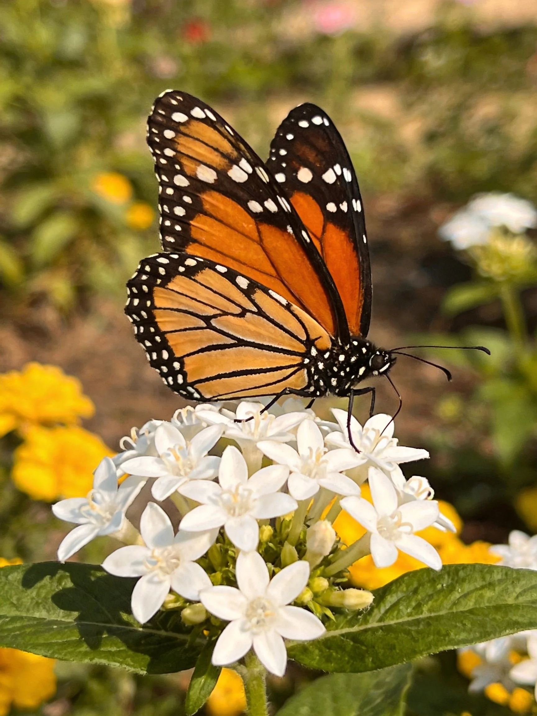 A monarch butterfly perched on white flowers amid yellow blooms