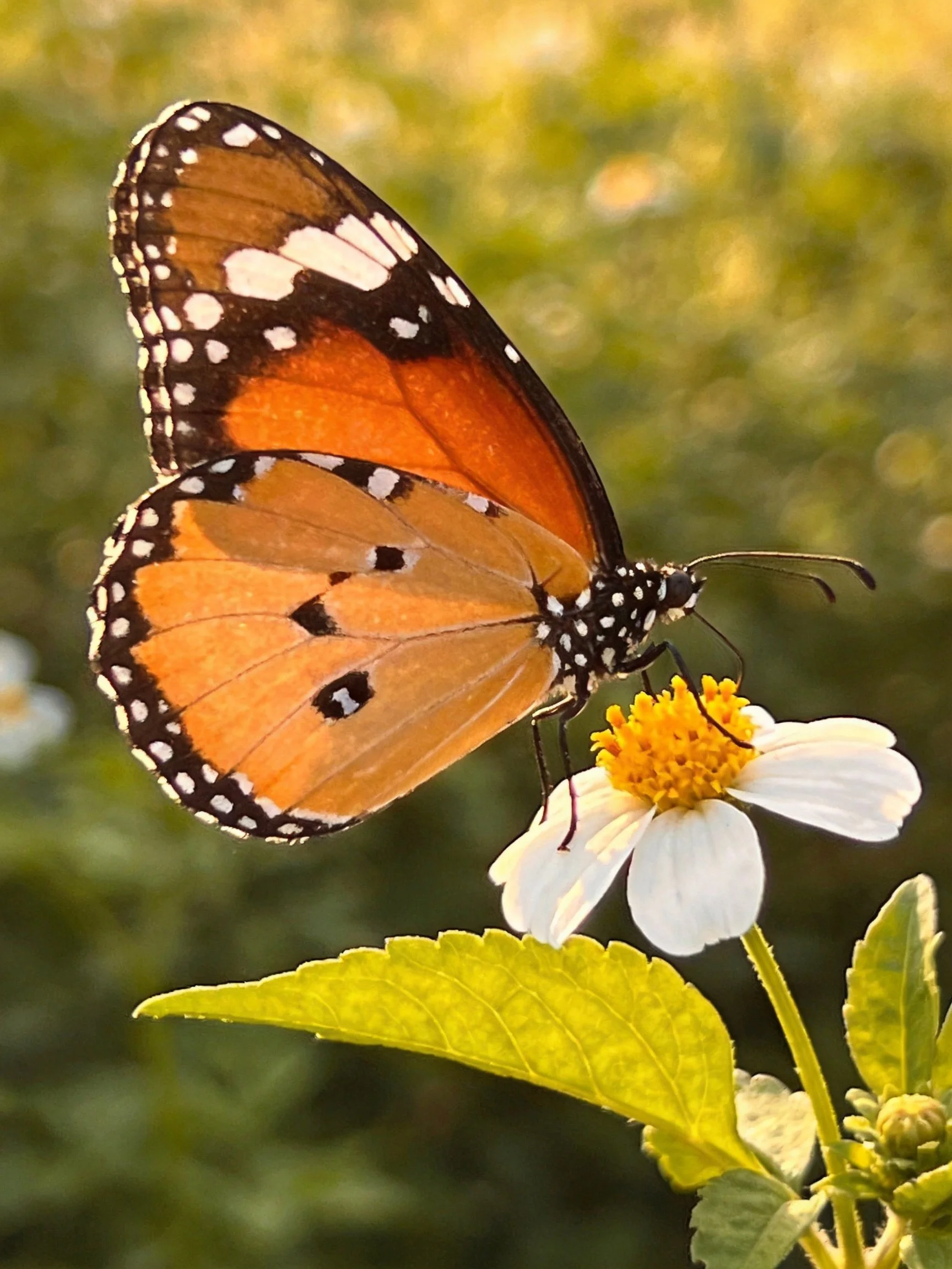 A monarch butterfly perches on a white-flowered plant with green foliage