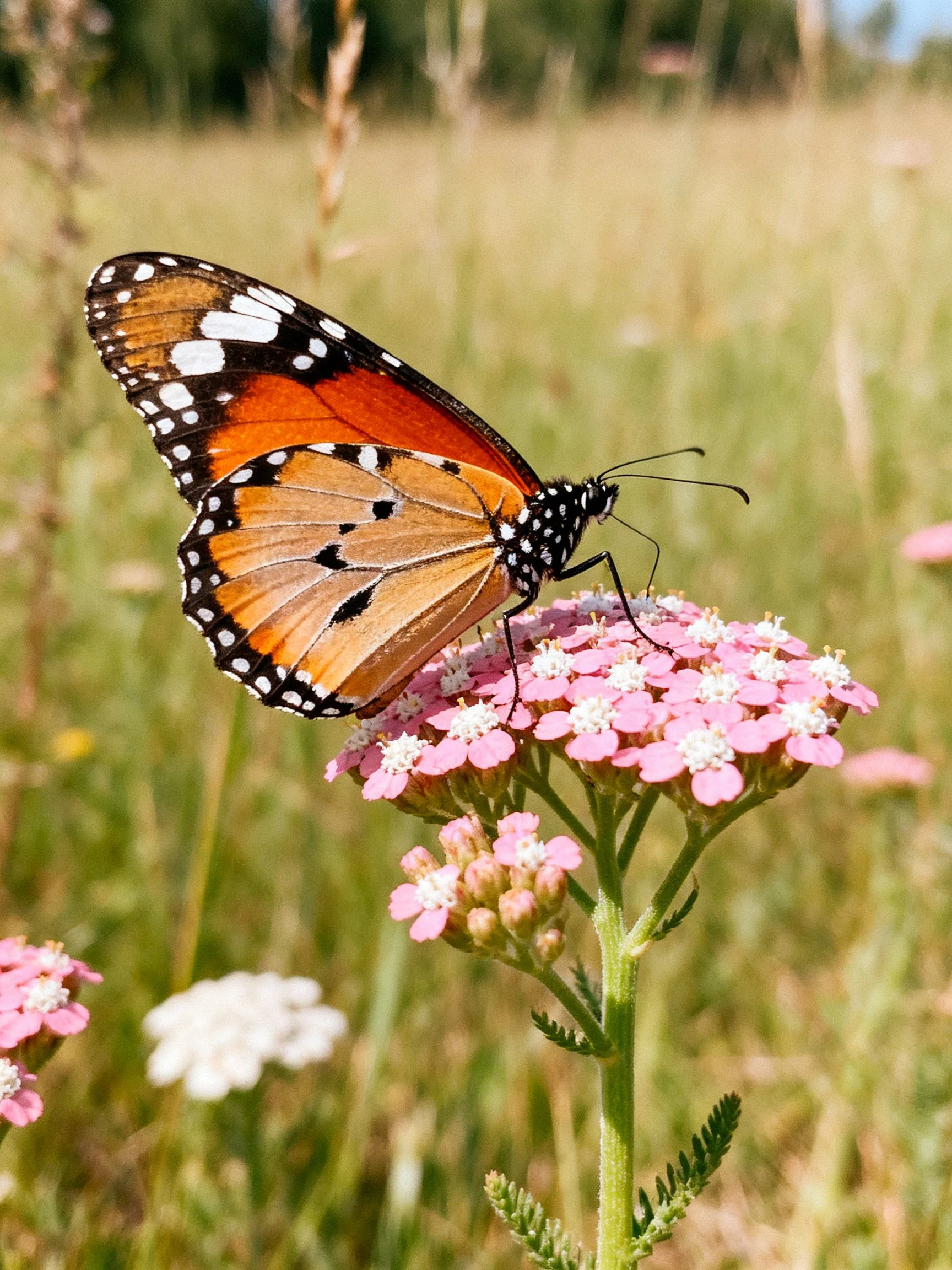 A monarch butterfly perches on pink clustered flowers in a sunlit meadow