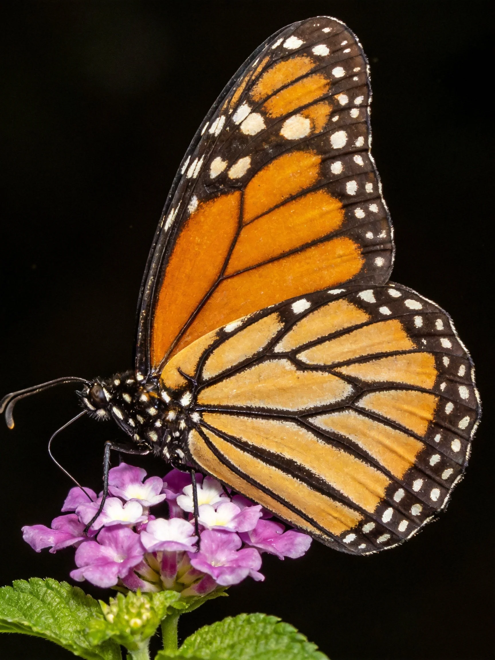 A monarch butterfly perches on vibrant purple flowers near green leaves