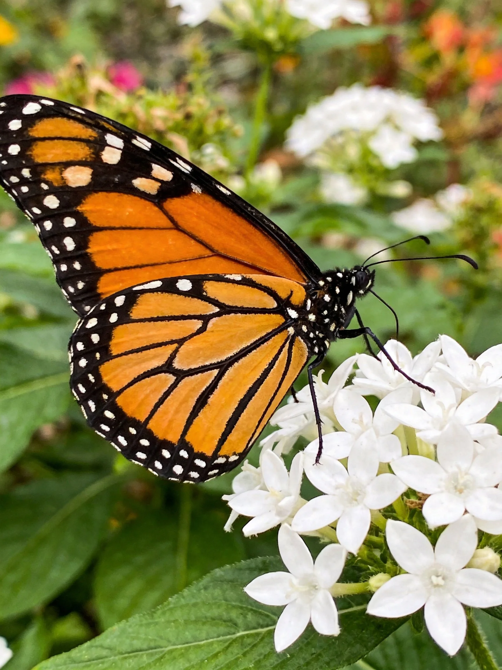 A monarch butterfly perches on white flowers amidst greenery