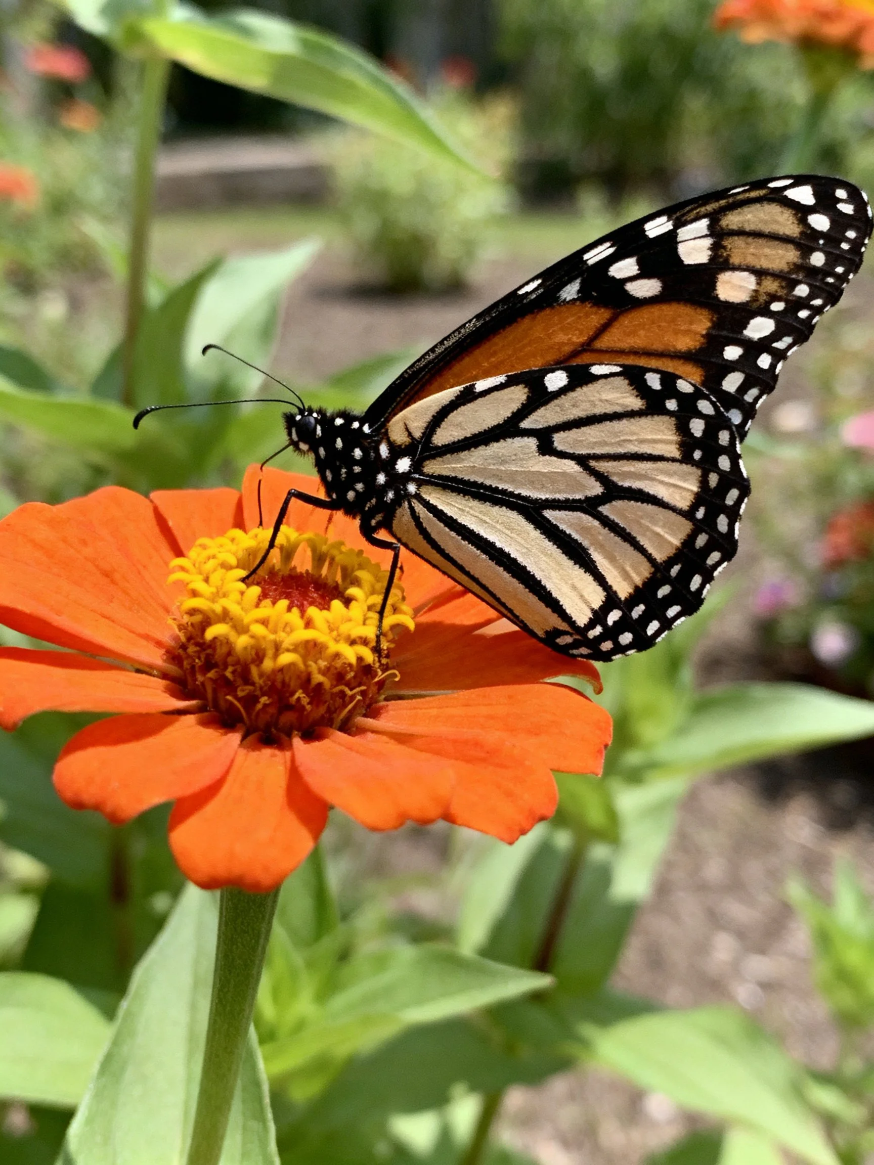 A monarch butterfly rests on a bright orange zinnia flower