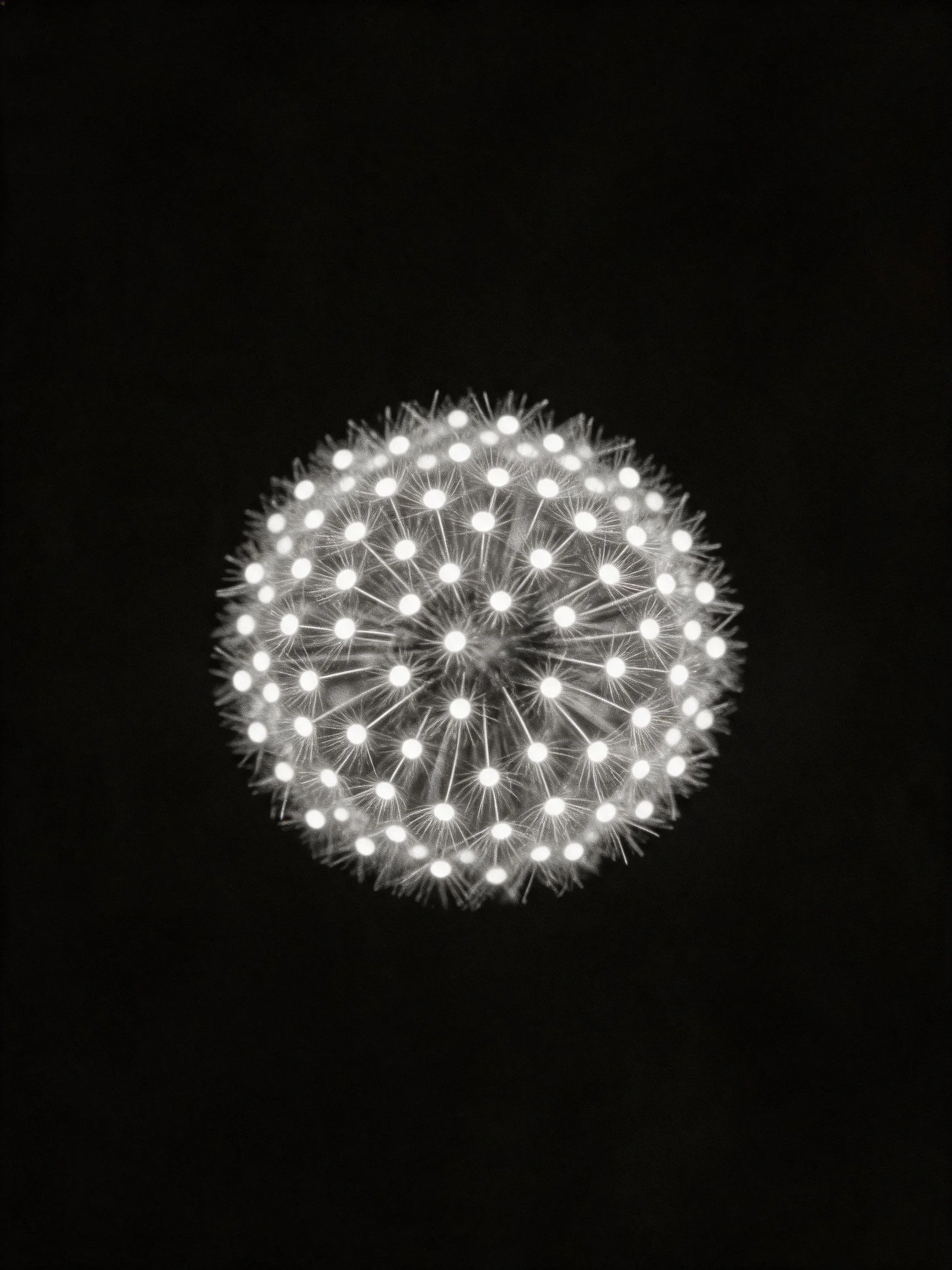 A monochromatic close - up of a spherical dandelion seed head
