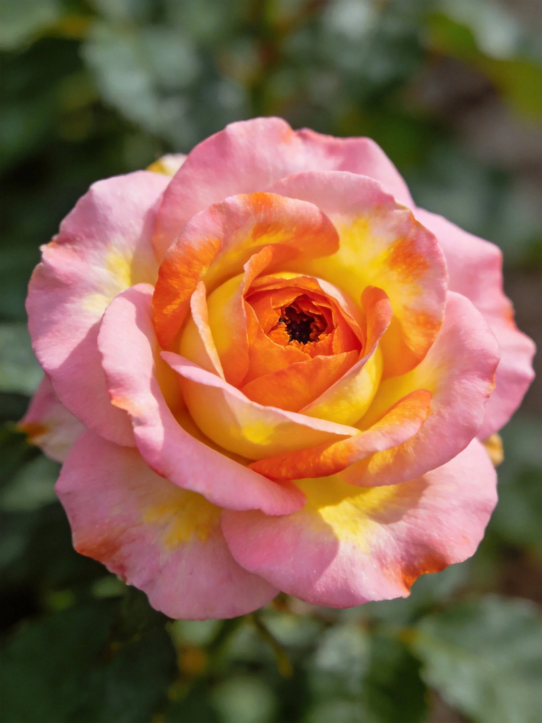 A multicolored rose with pink, orange, and yellow petals