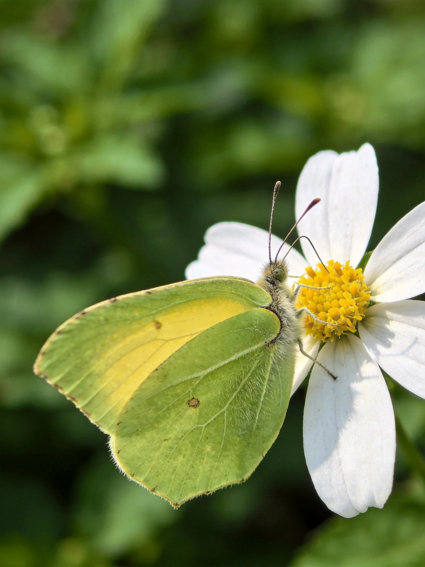 A pale green and yellow butterfly on a white flower