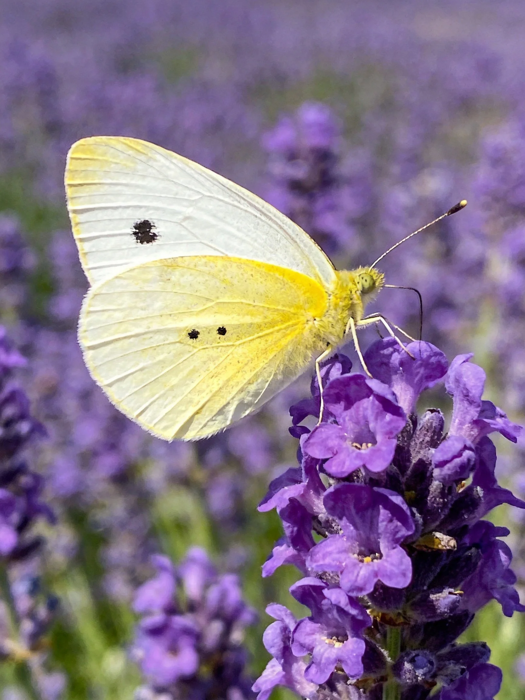 A pale yellow and white butterfly perched on vibrant purple lavender blooms