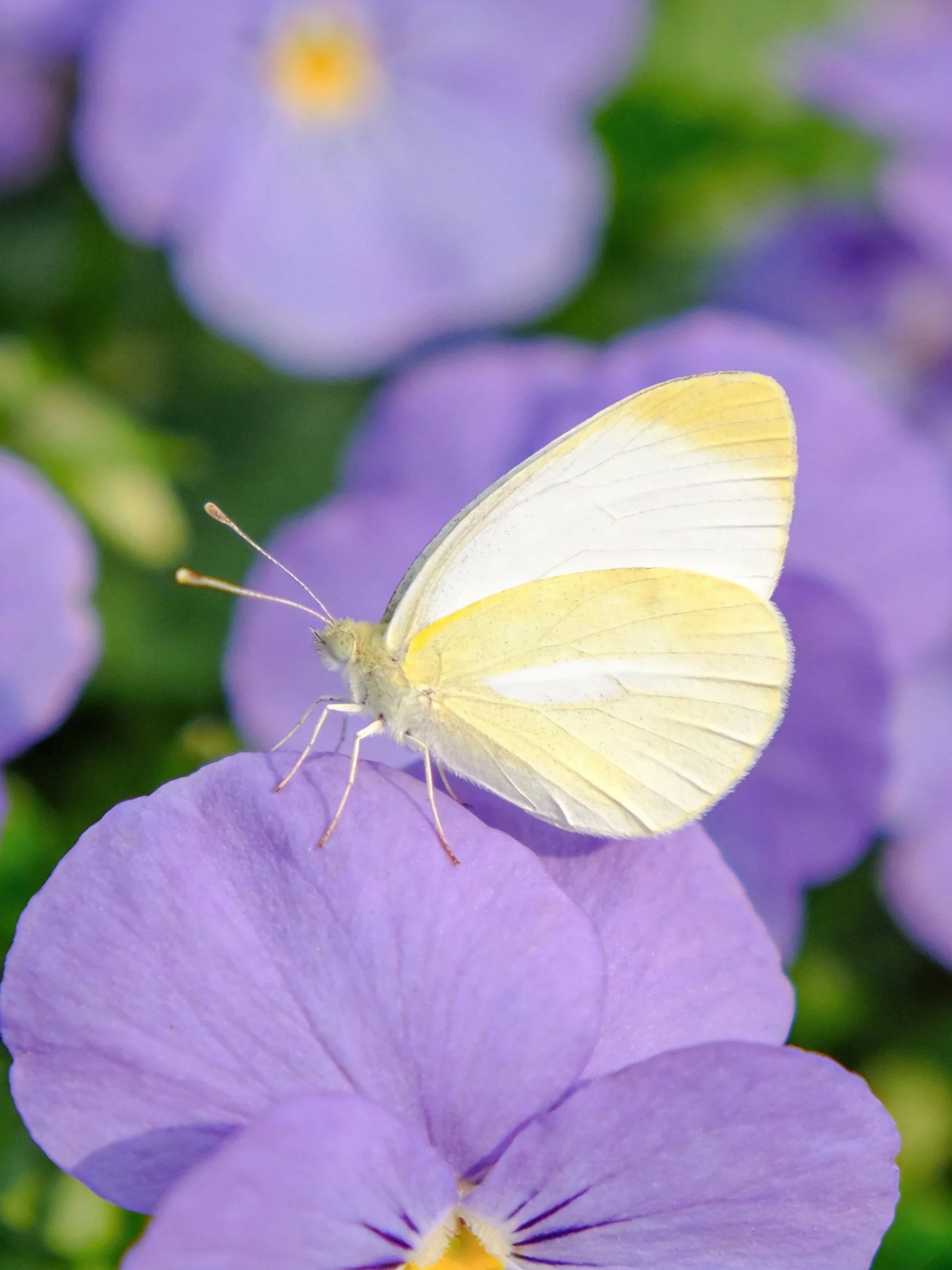 A pale yellow and white butterfly rests on vibrant purple flowers