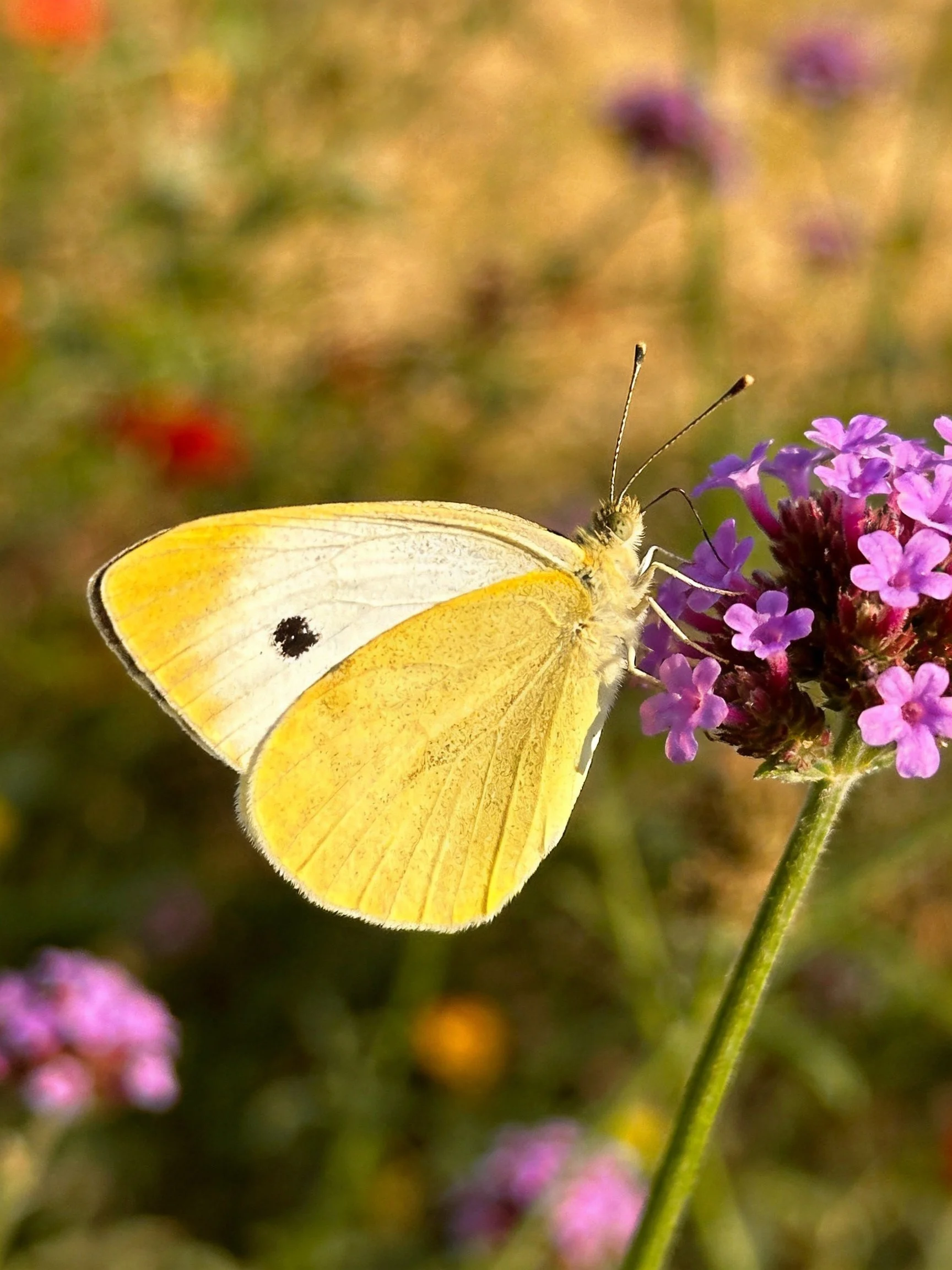 A pale-yellow butterfly perches on vibrant purple flowers