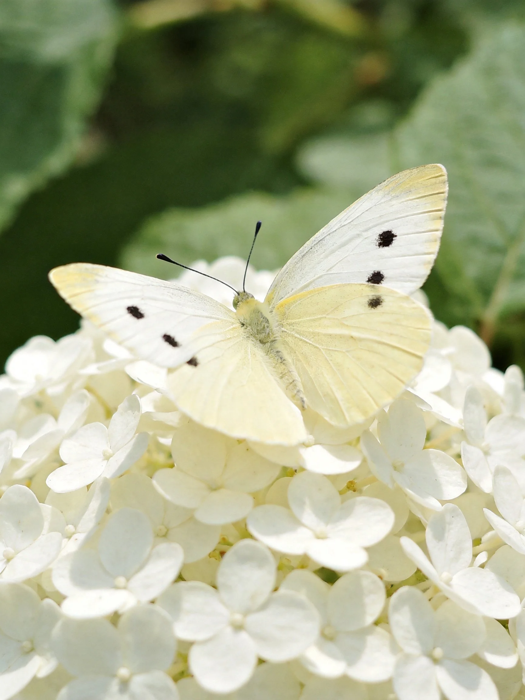 A pale yellow butterfly rests on white hydrangea blossoms