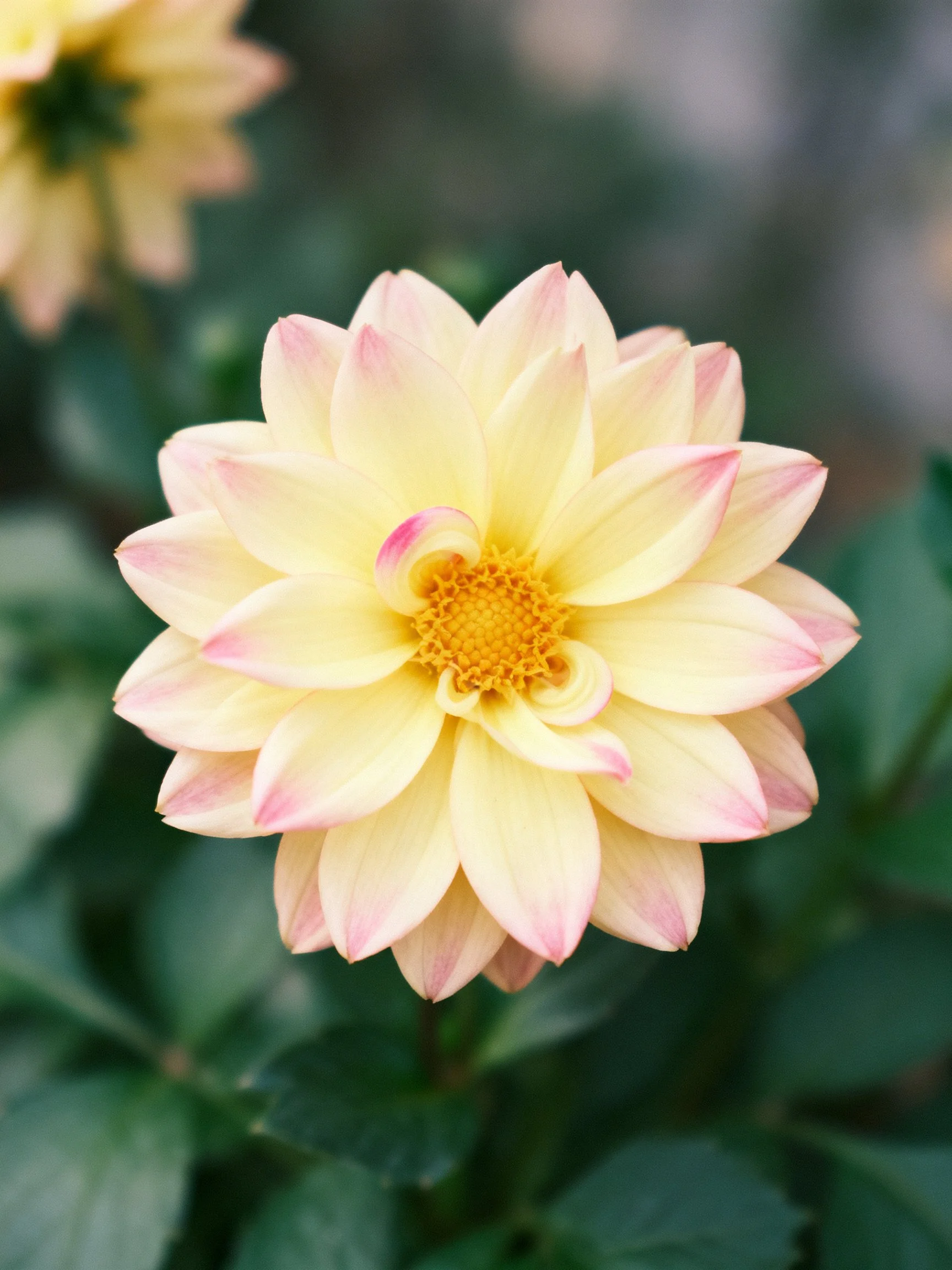 A pale yellow dahlia with pink-tipped petals and a golden center