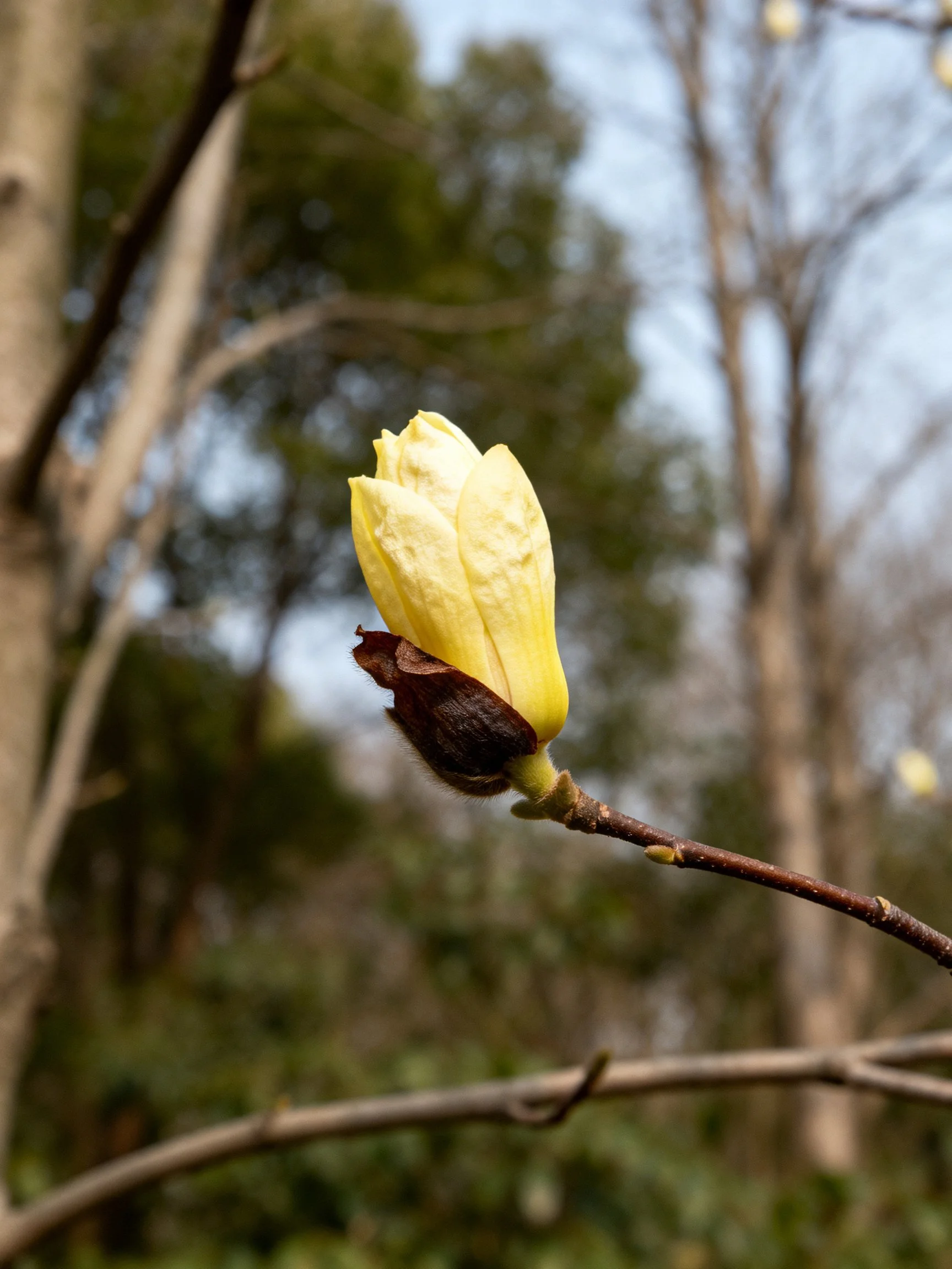 A pale yellow flower bud on a brown branch amid trees