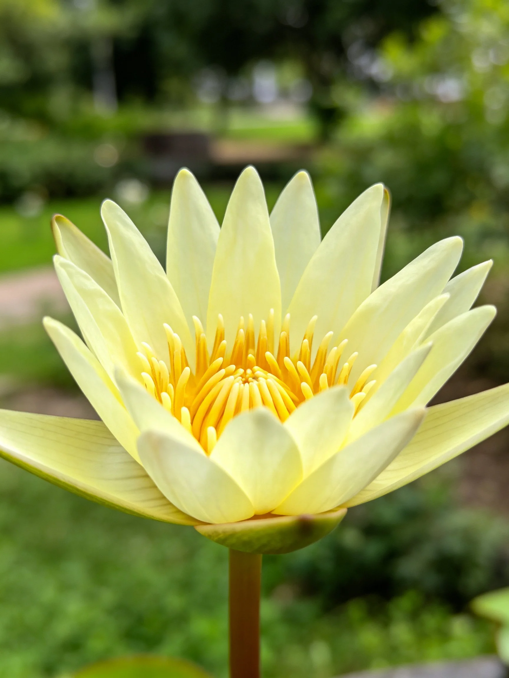 A pale yellow water lily with bright orange stamens