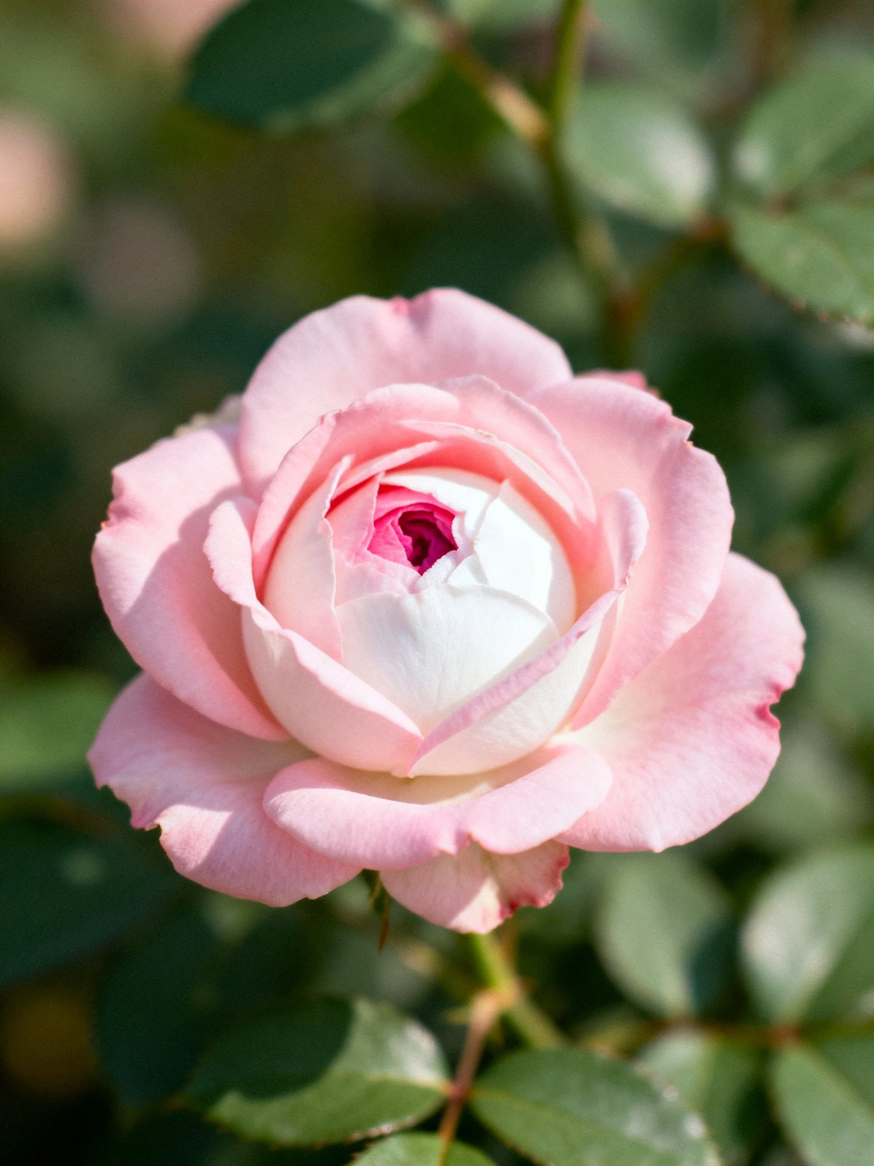 A pastel pink rose with white and magenta center, surrounded by green leaves