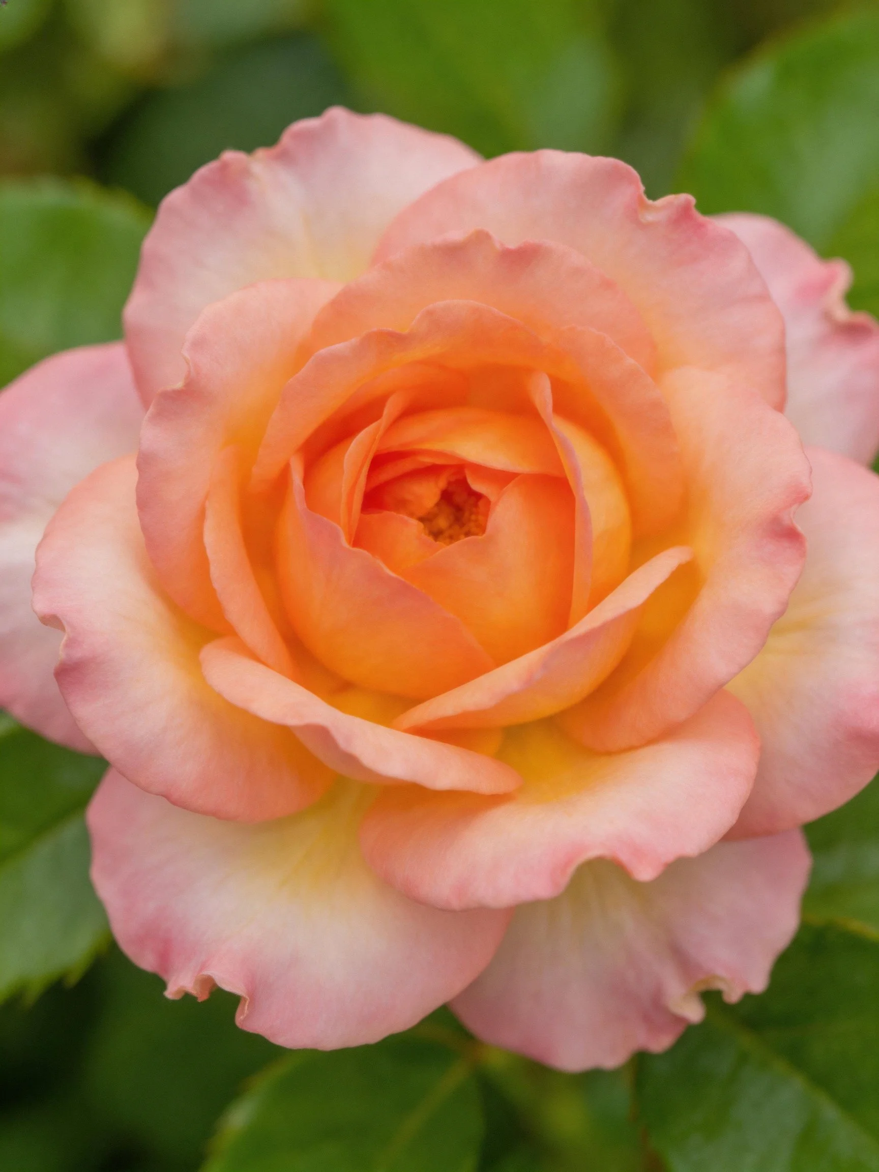 A peach-pink rose with layered petals and green foliage