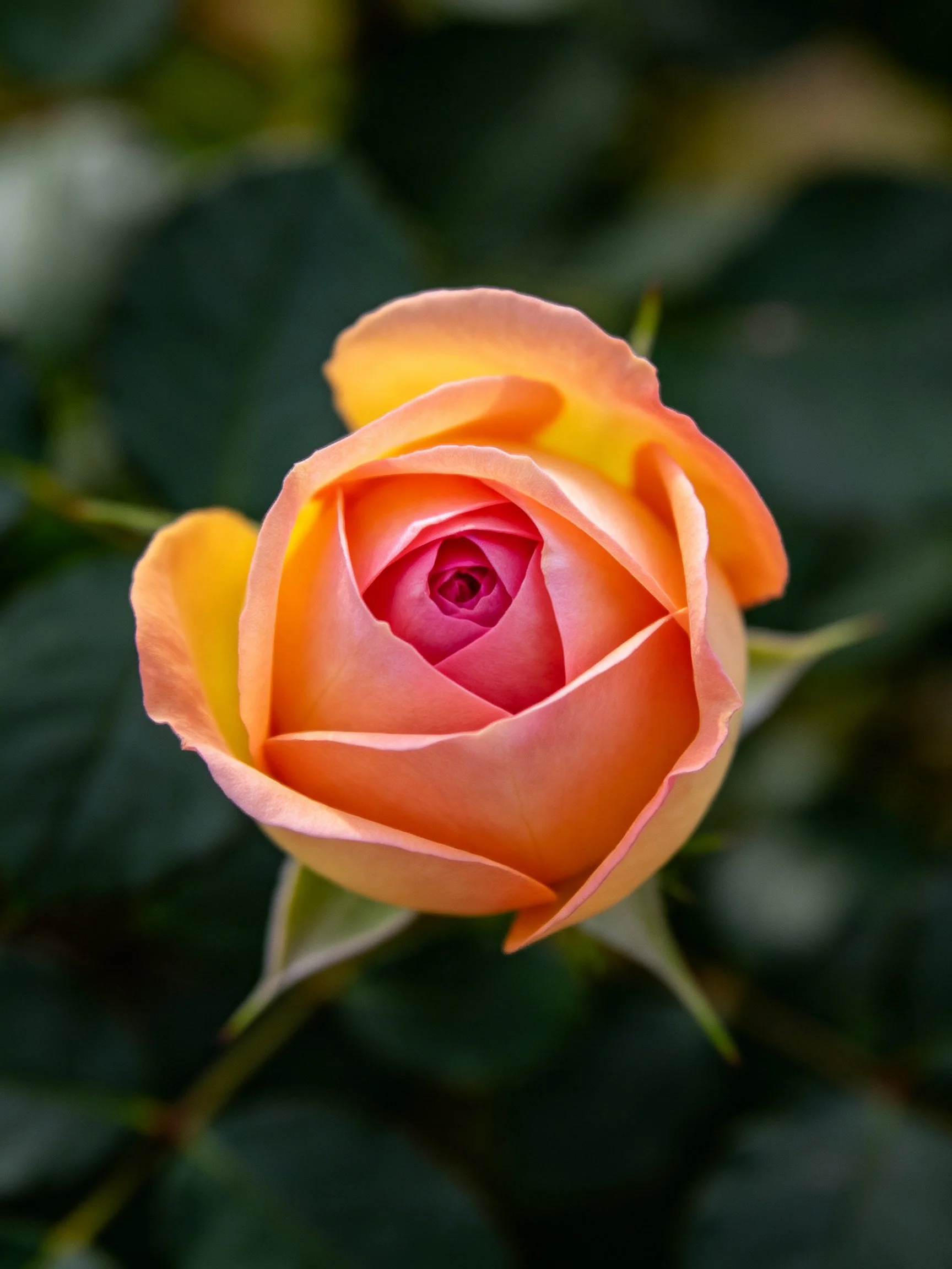 A peach-pink rosebud with a vibrant pink center