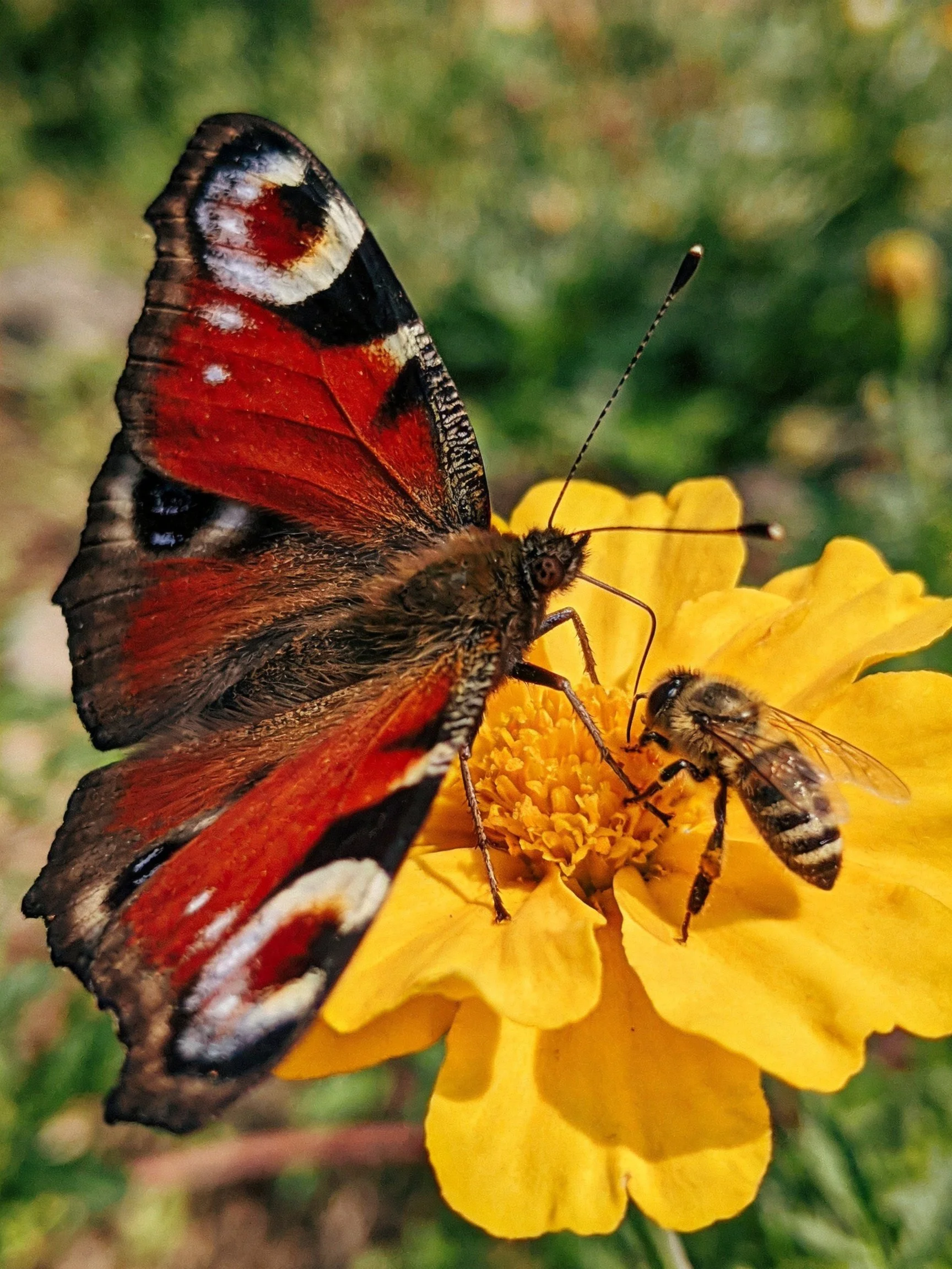 A peacock butterfly and a bee on a bright yellow flower