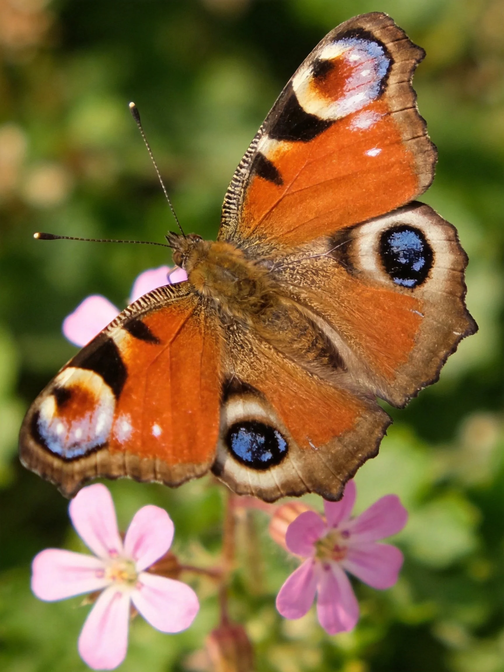 A peacock butterfly with orange wings on pink flowers