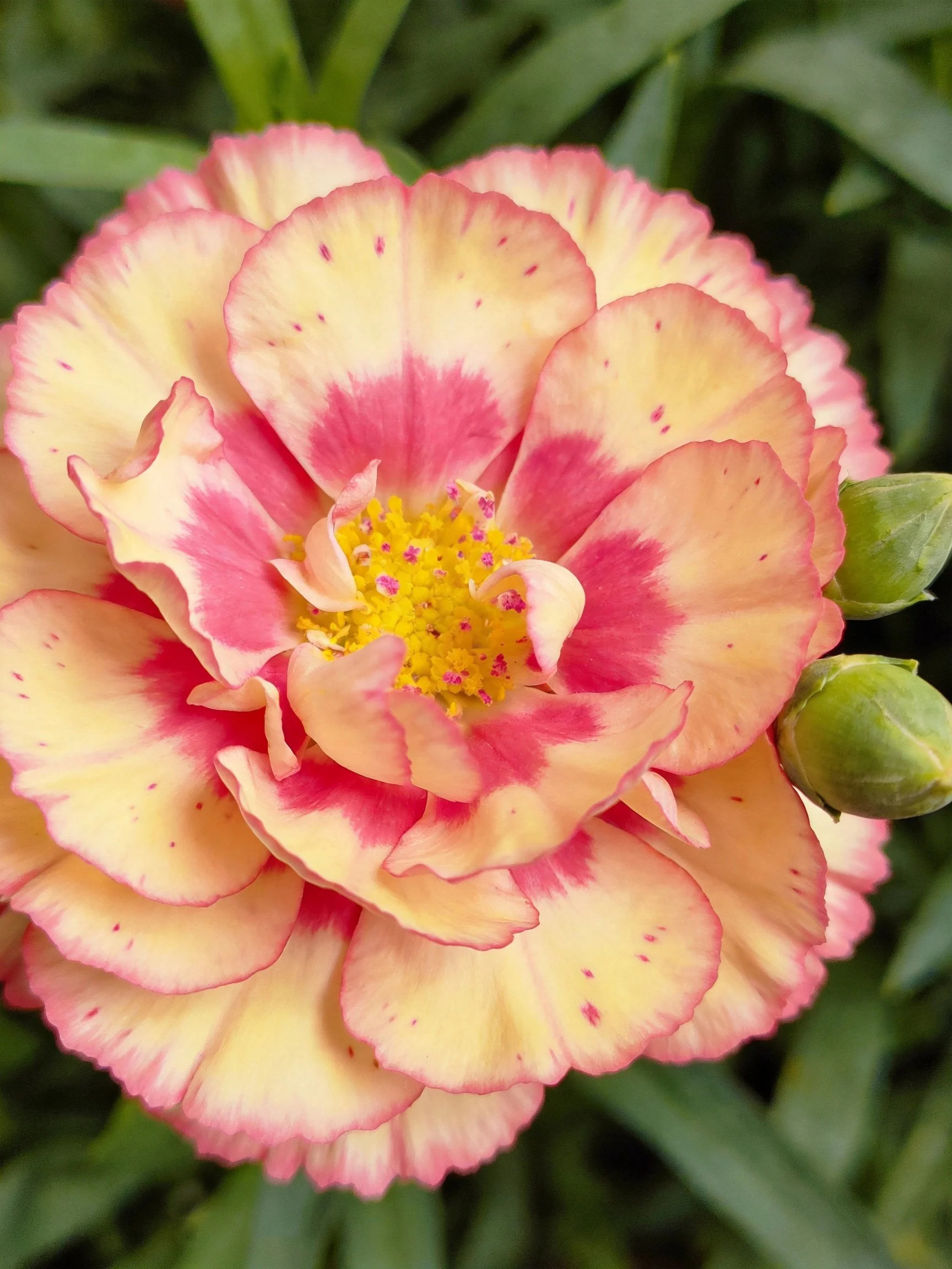 A pink and cream carnation with yellow center and green foliage