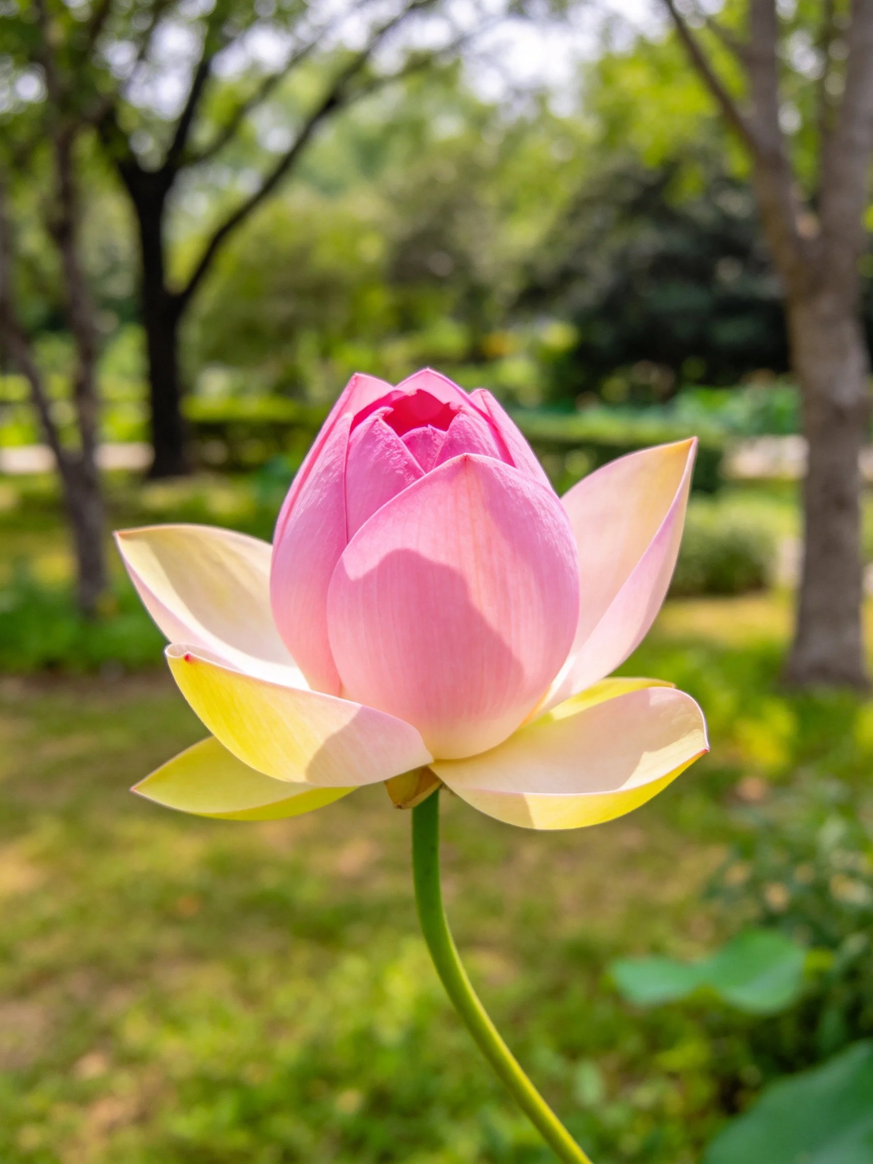 A pink and cream lotus bud in a sun-dappled park