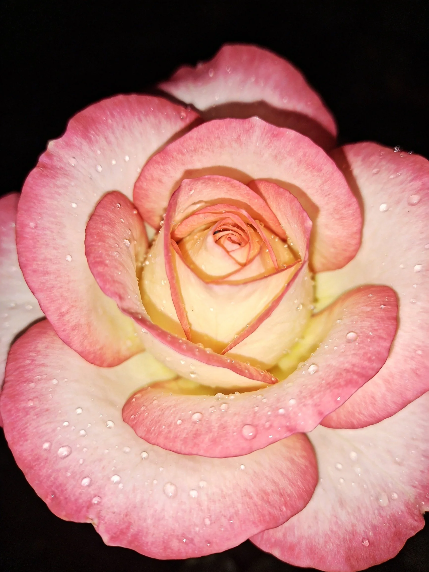 A pink and cream rose with water droplets against a dark backdrop