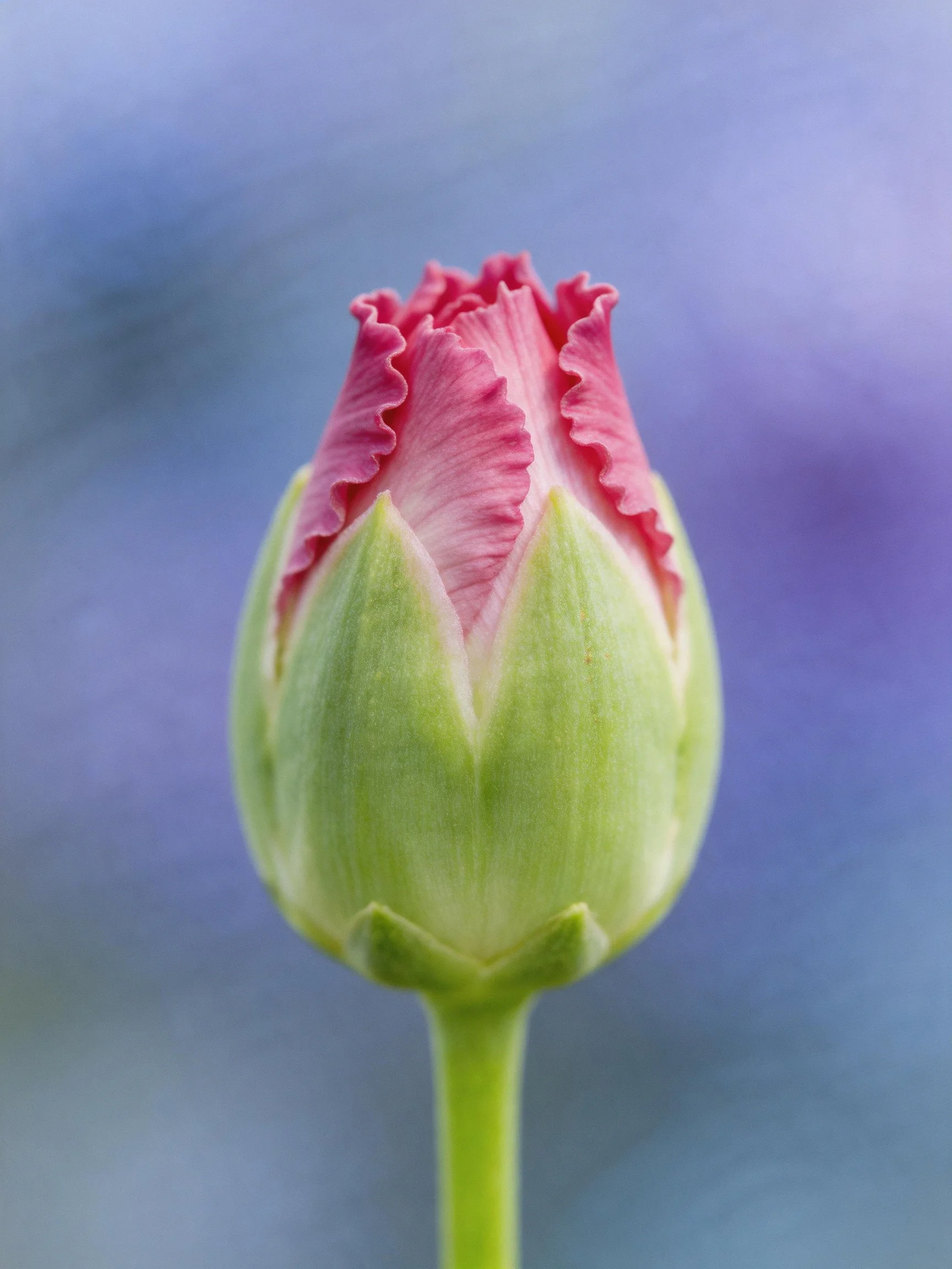 A pink and green flower bud with ruffled petals