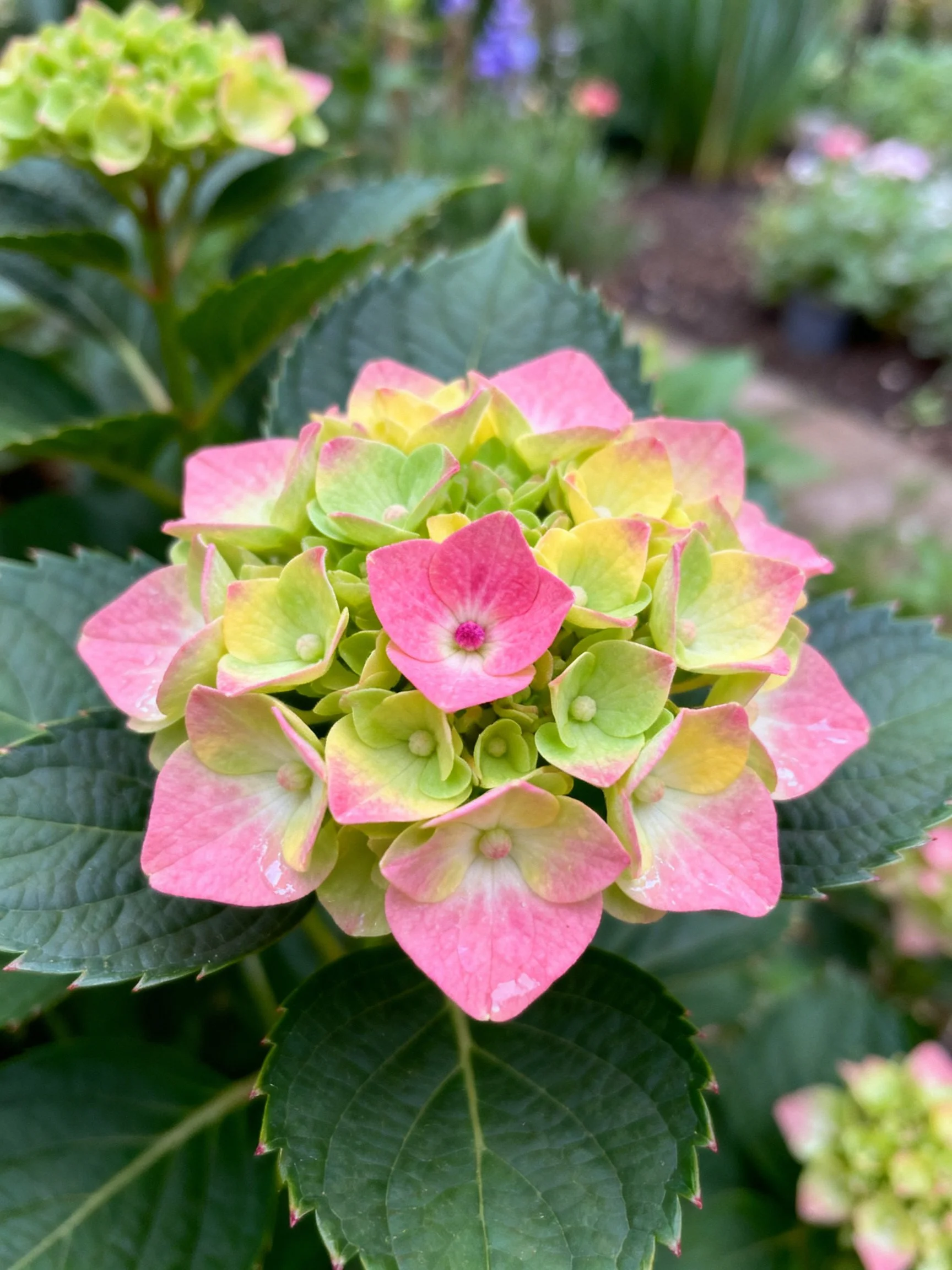 A pink and green hydrangea bloom with serrated dark green leaves