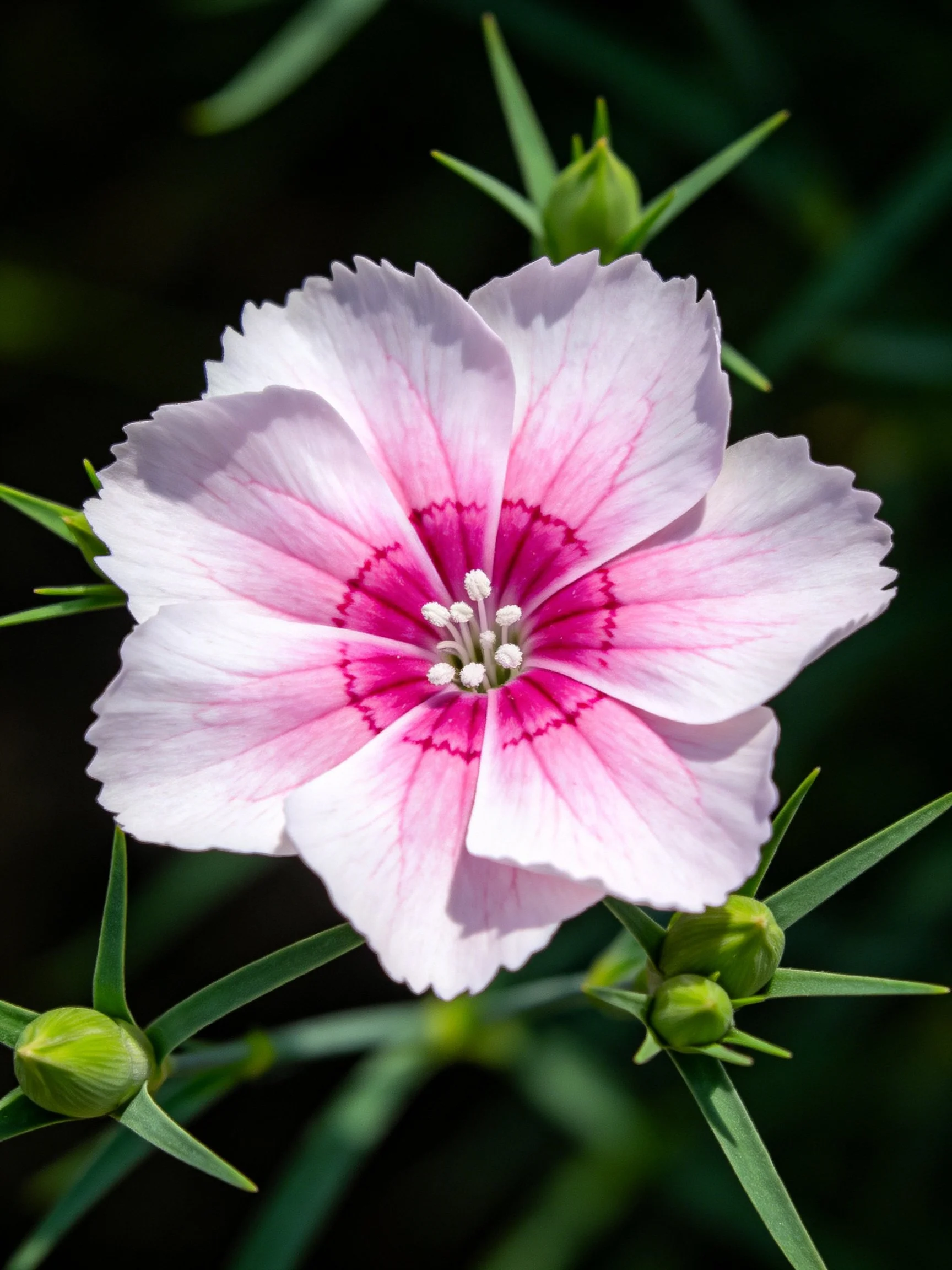 A pink and magenta flower with green buds and spiky leaves