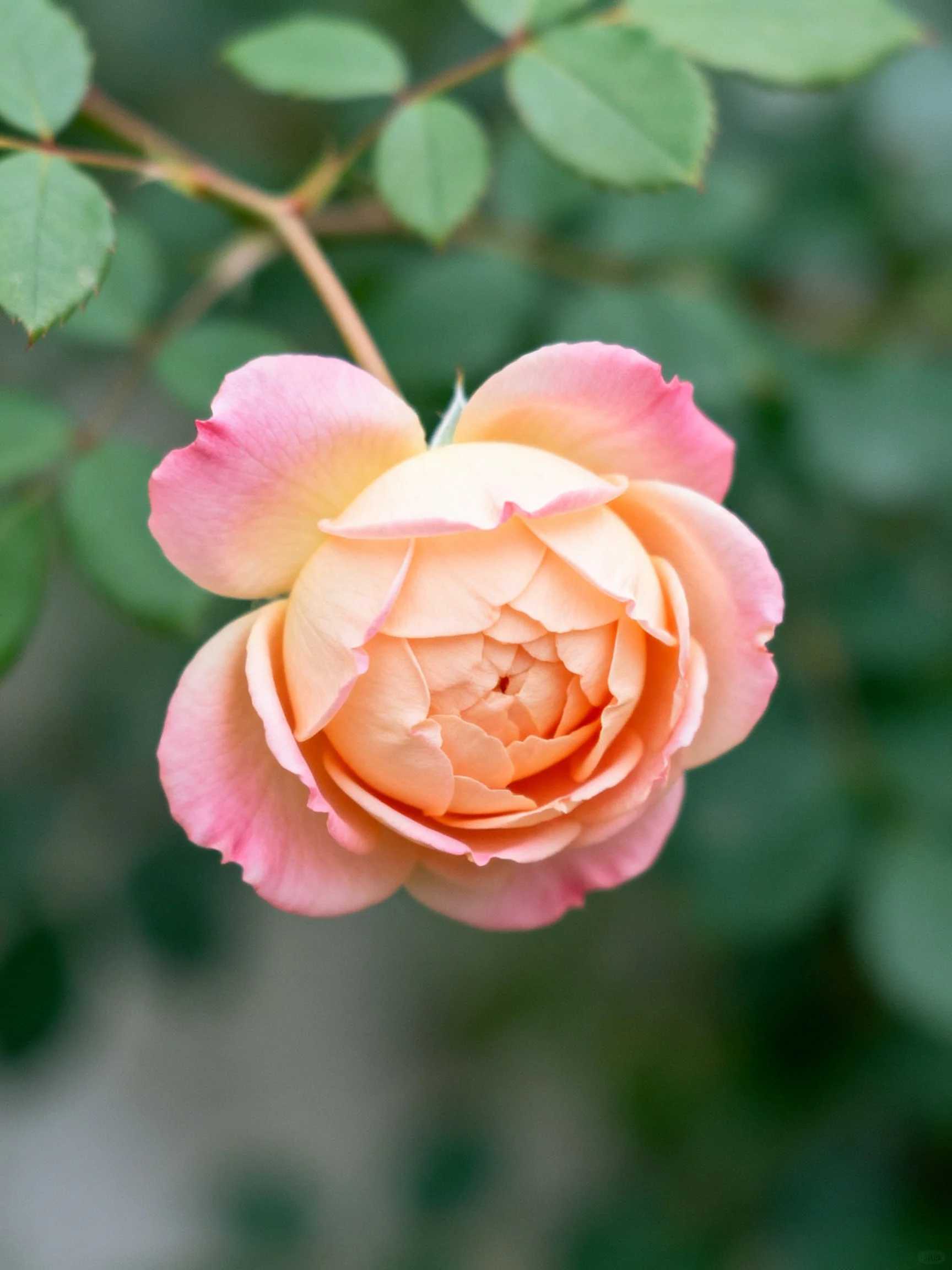 A pink and peach rose with green leaves in soft focus