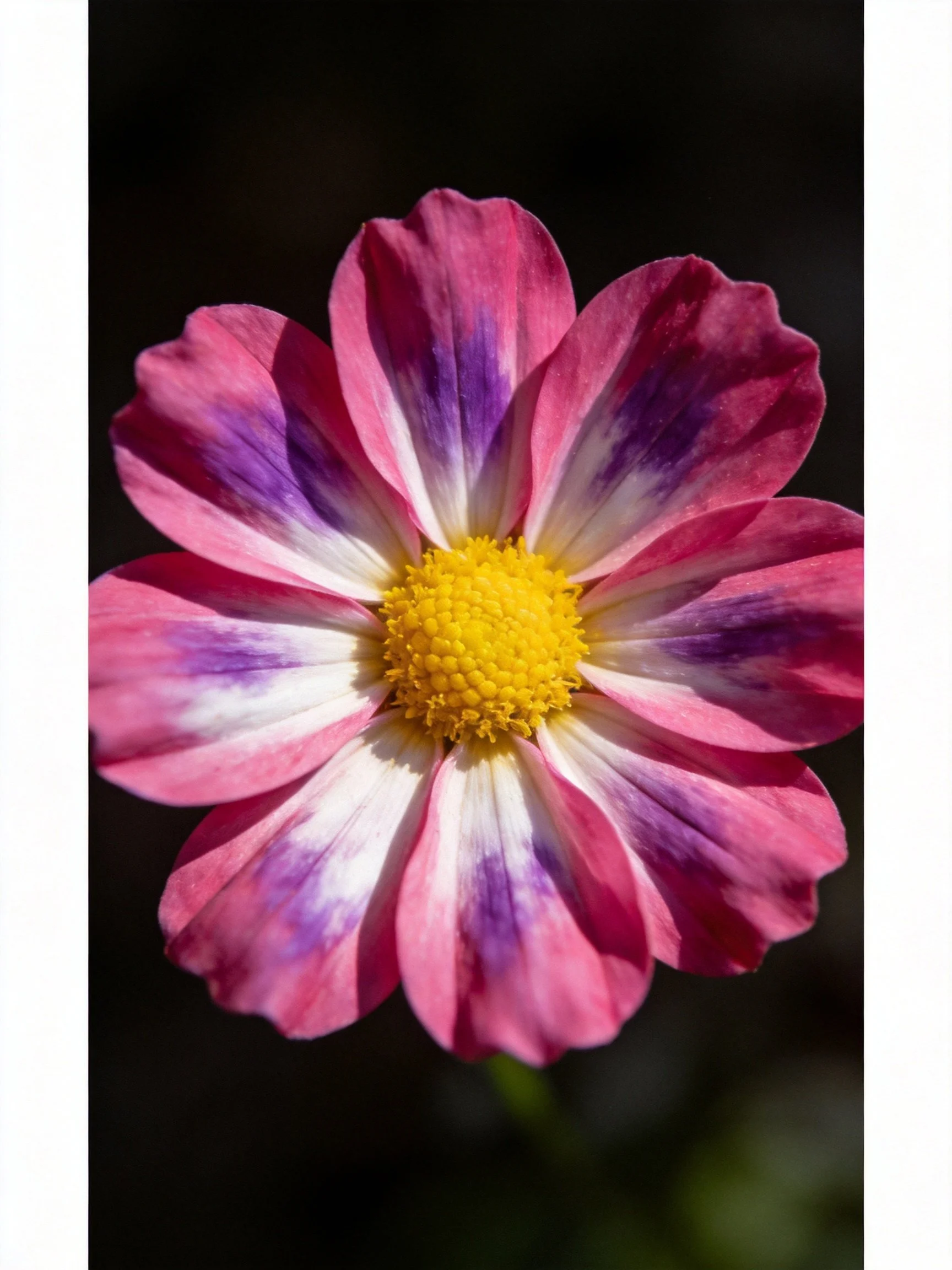 A close - up of a flower with pink, purple, white petals and a yellow center.