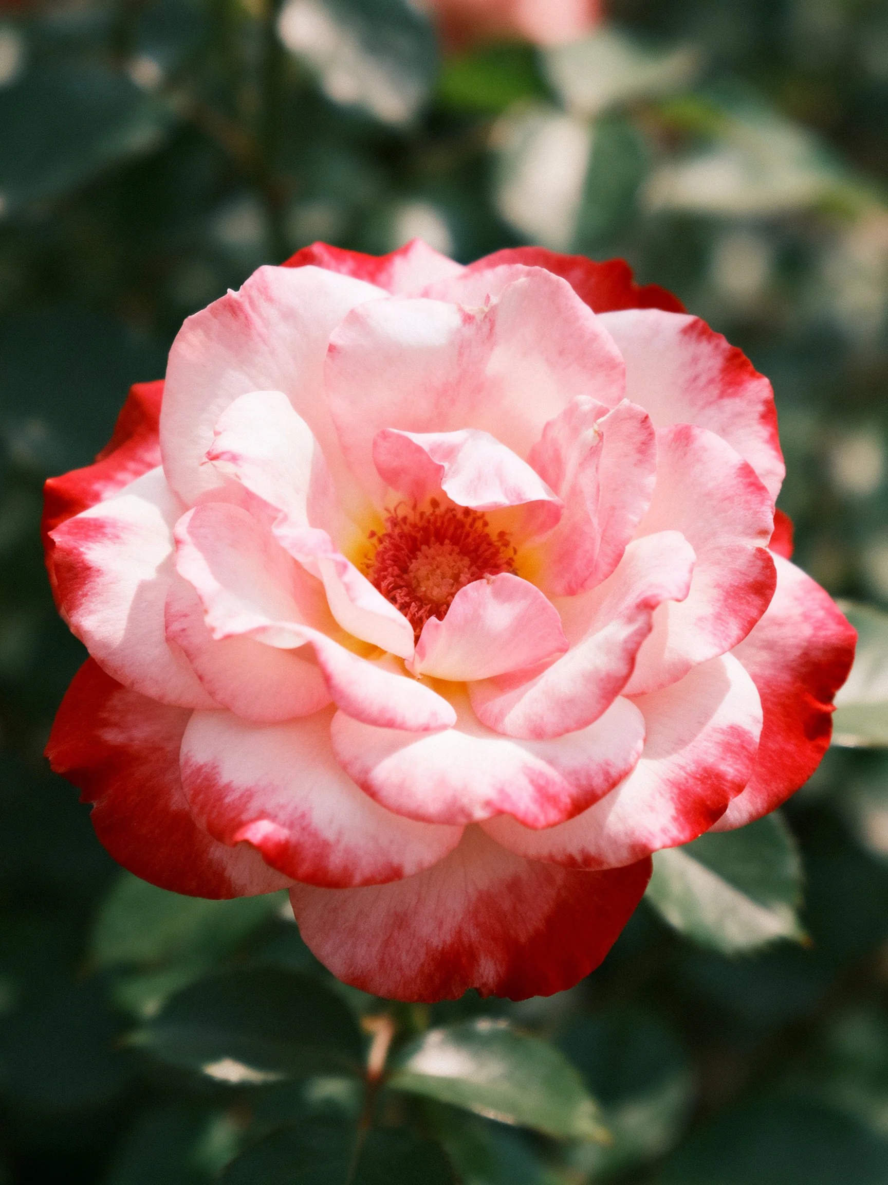 A pink and red variegated rose with layered petals