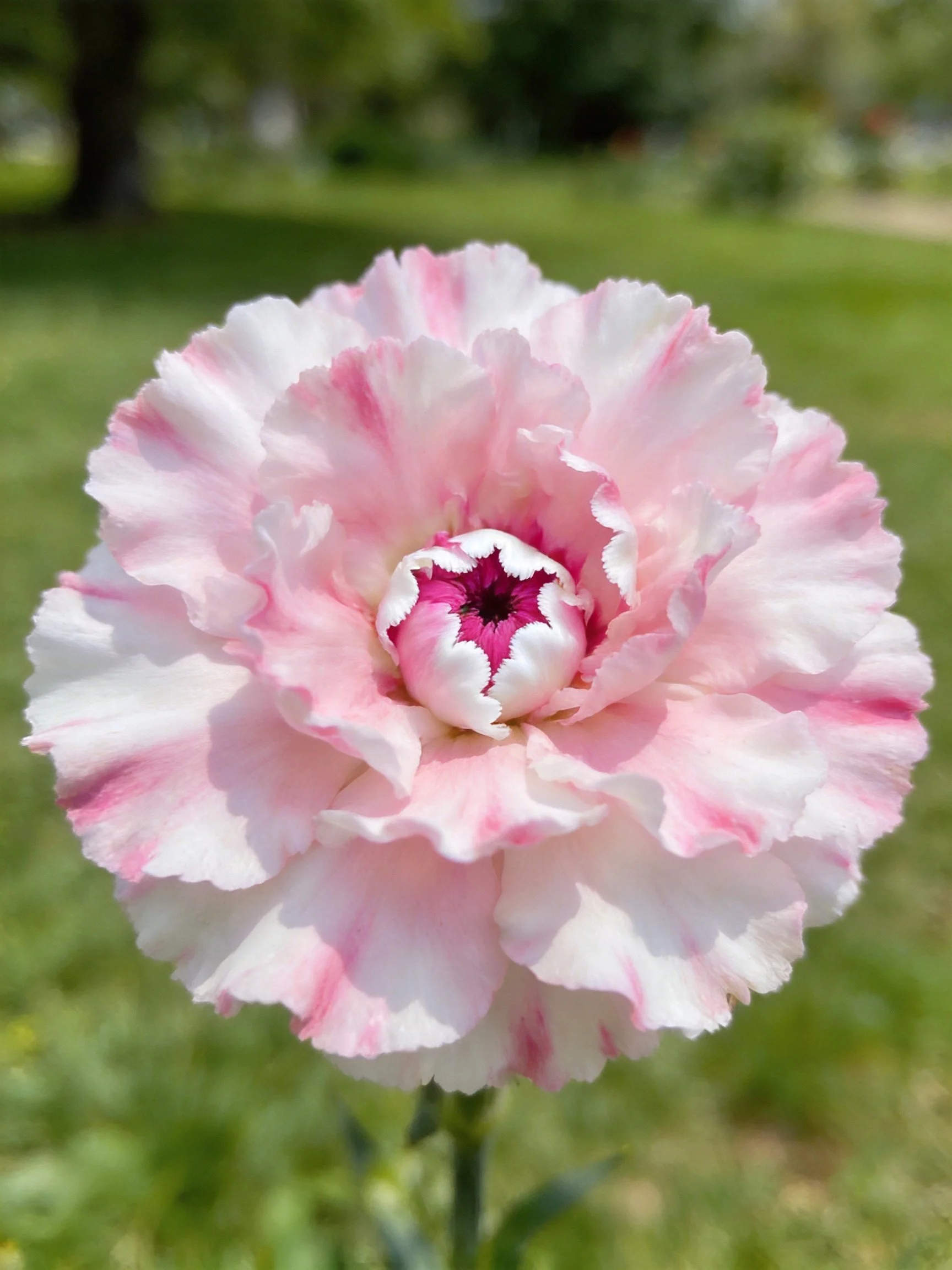 A pink and white carnation with ruffled petals and a dark center