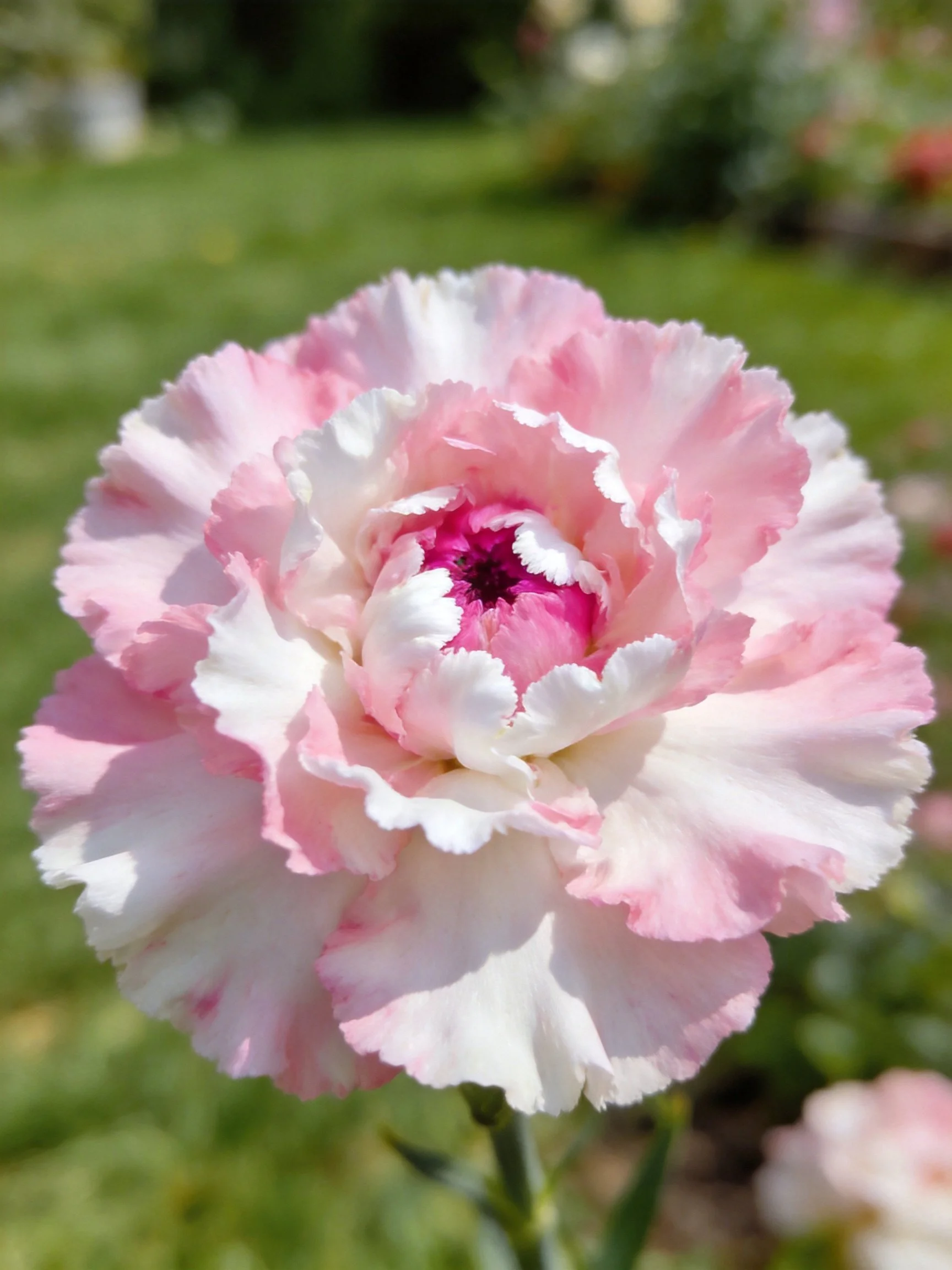 A pink and white carnation with ruffled petals