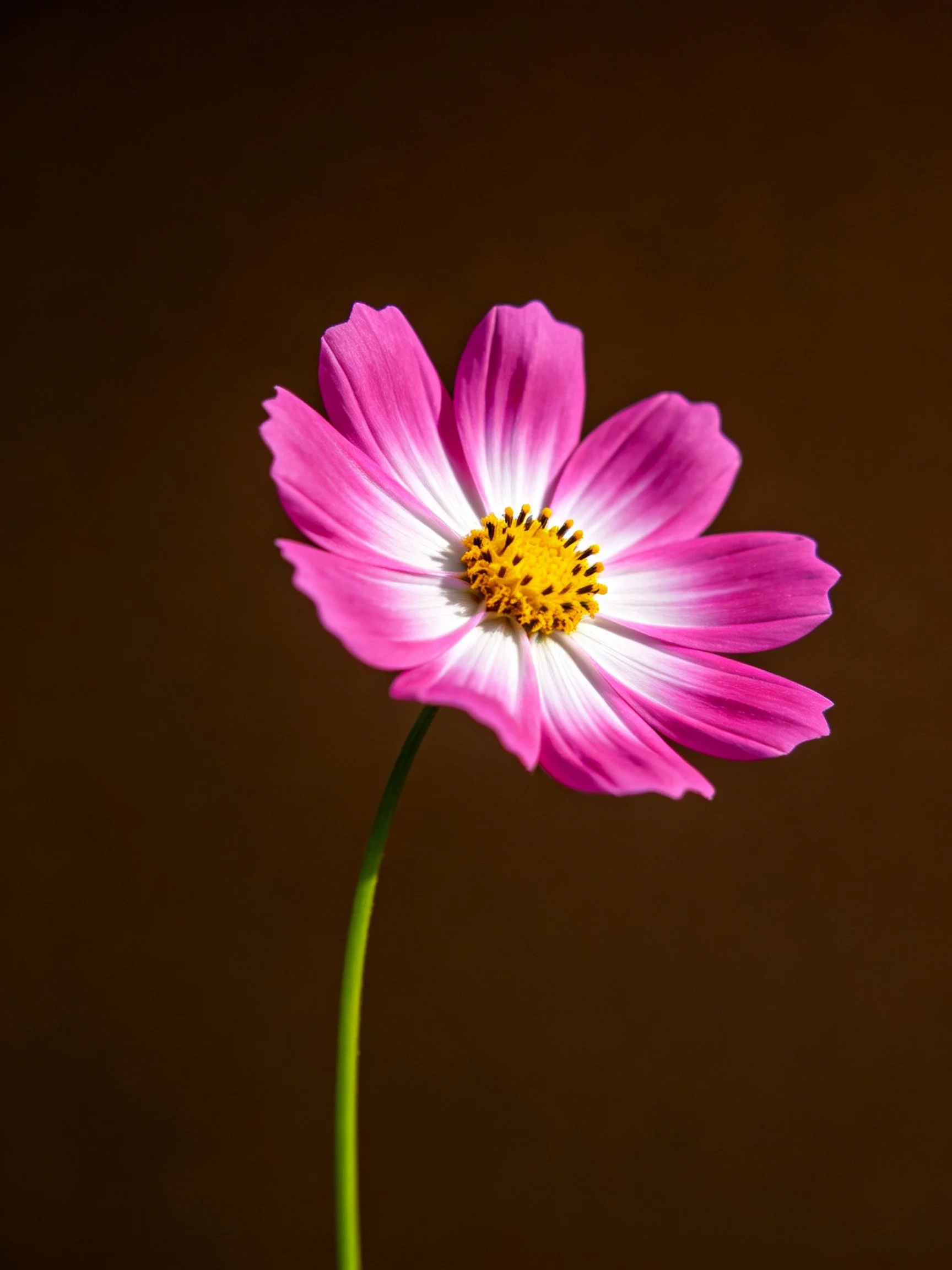 A pink and white cosmos flower with a yellow center on a dark brown background