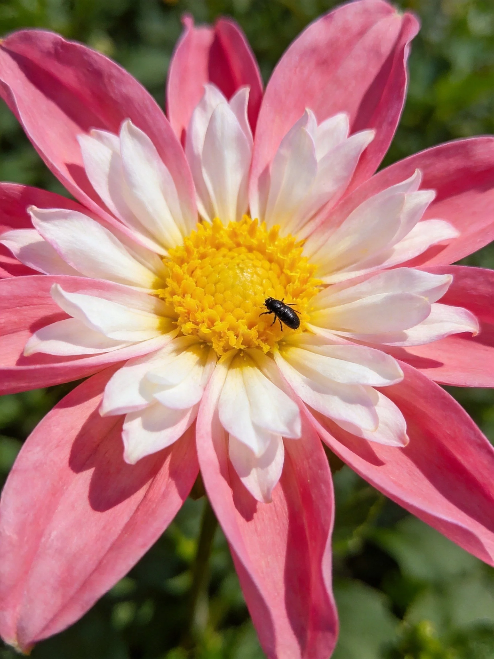 A pink and white dahlia with a yellow center and a small black insect