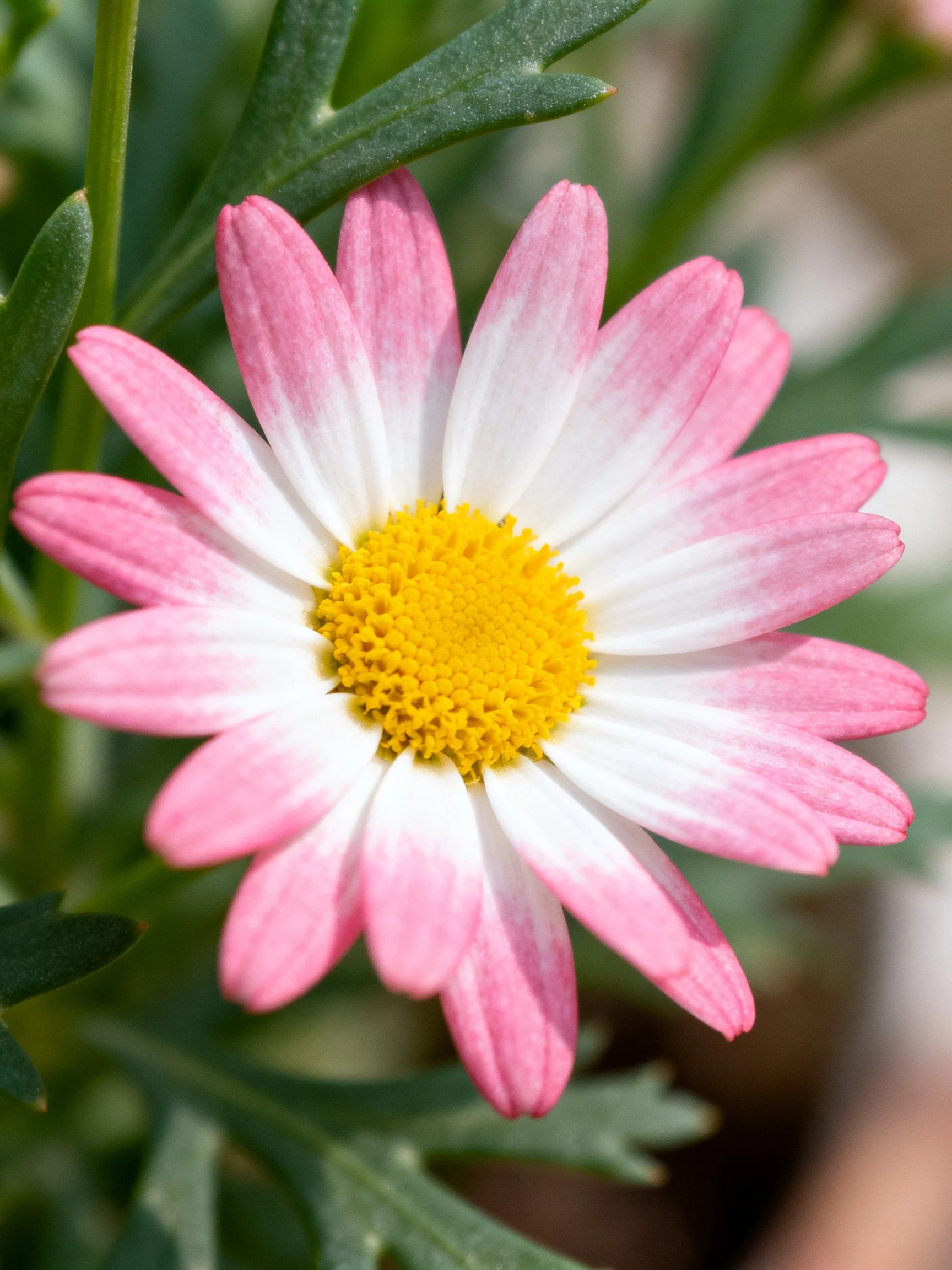A pink and white daisy with a yellow center amidst green foliage