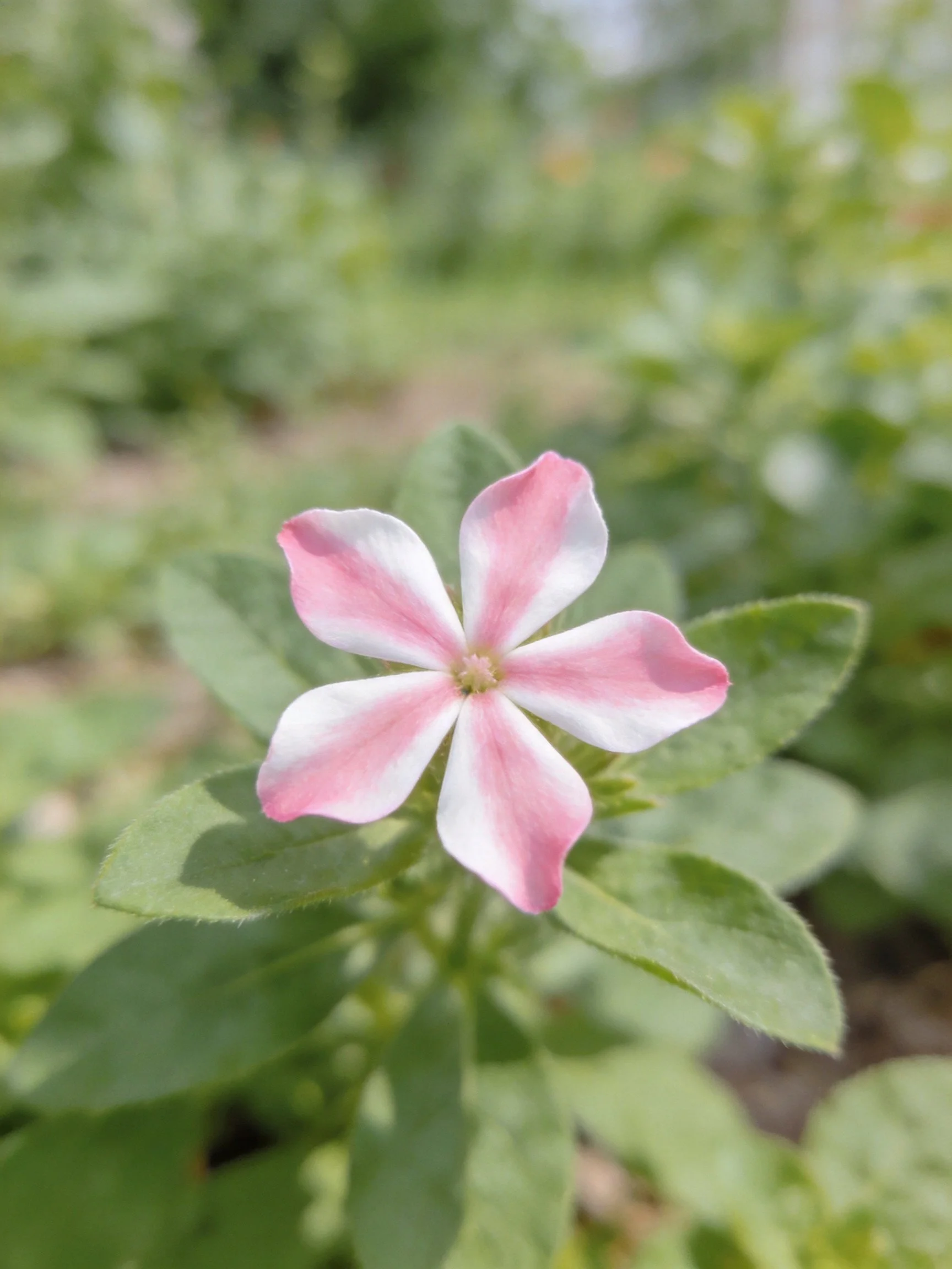 A pink and white five-petaled flower among green foliage