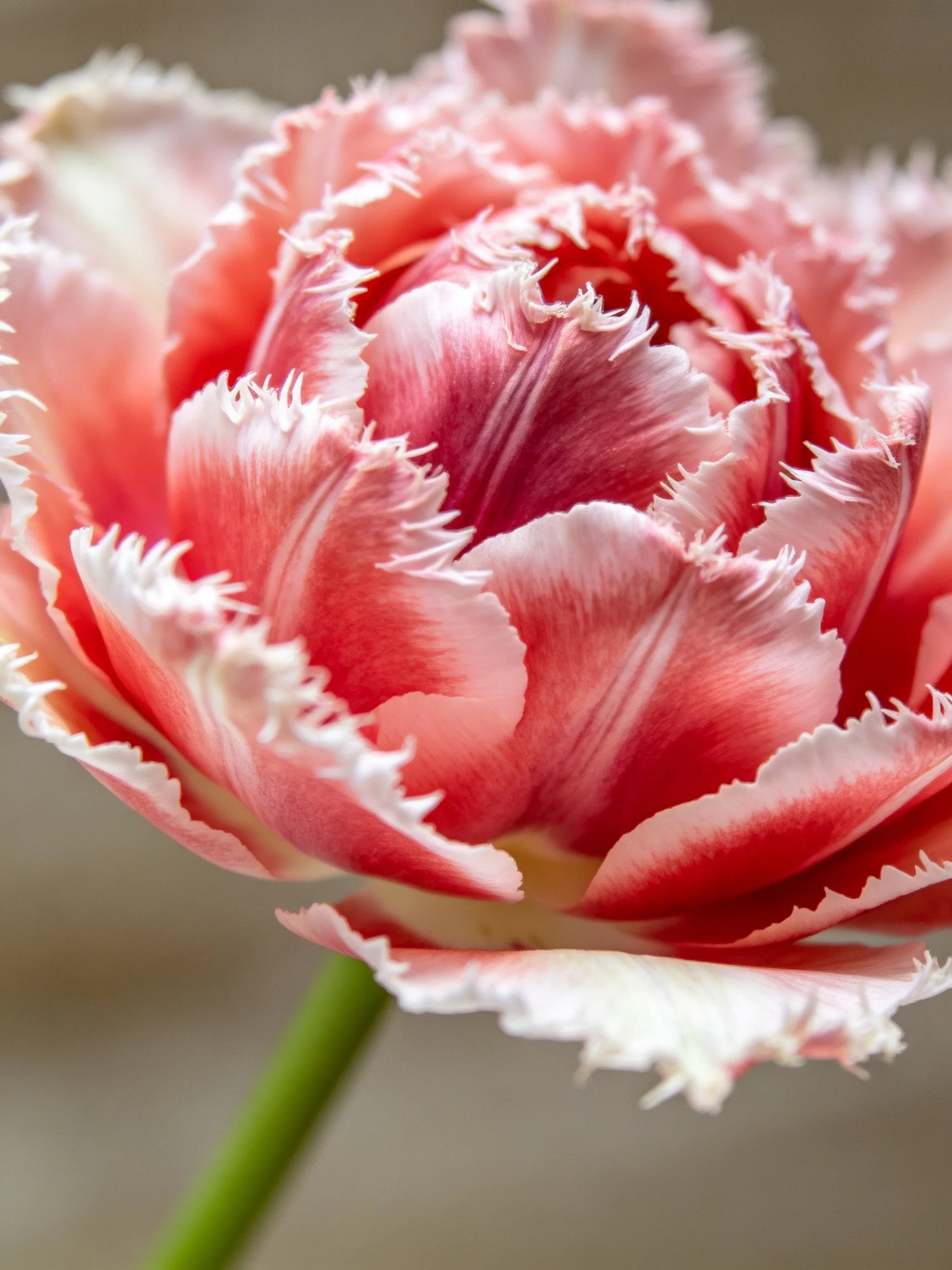 A pink and white fringed tulip with layered petals